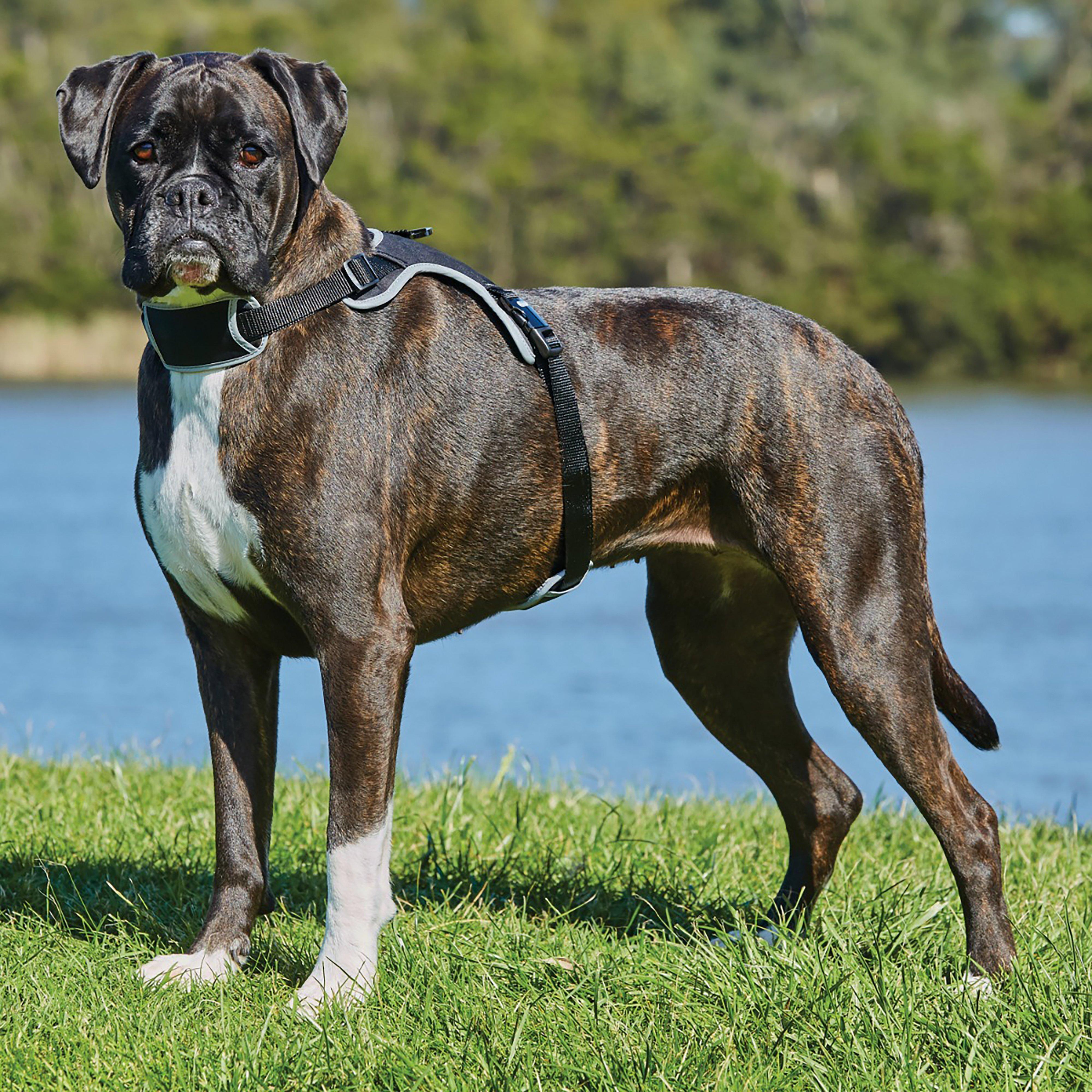 Elegance Dog Harness Black