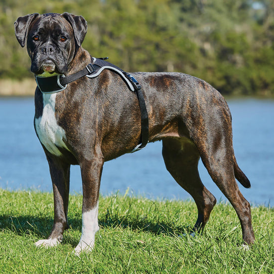 Elegance Dog Harness Black