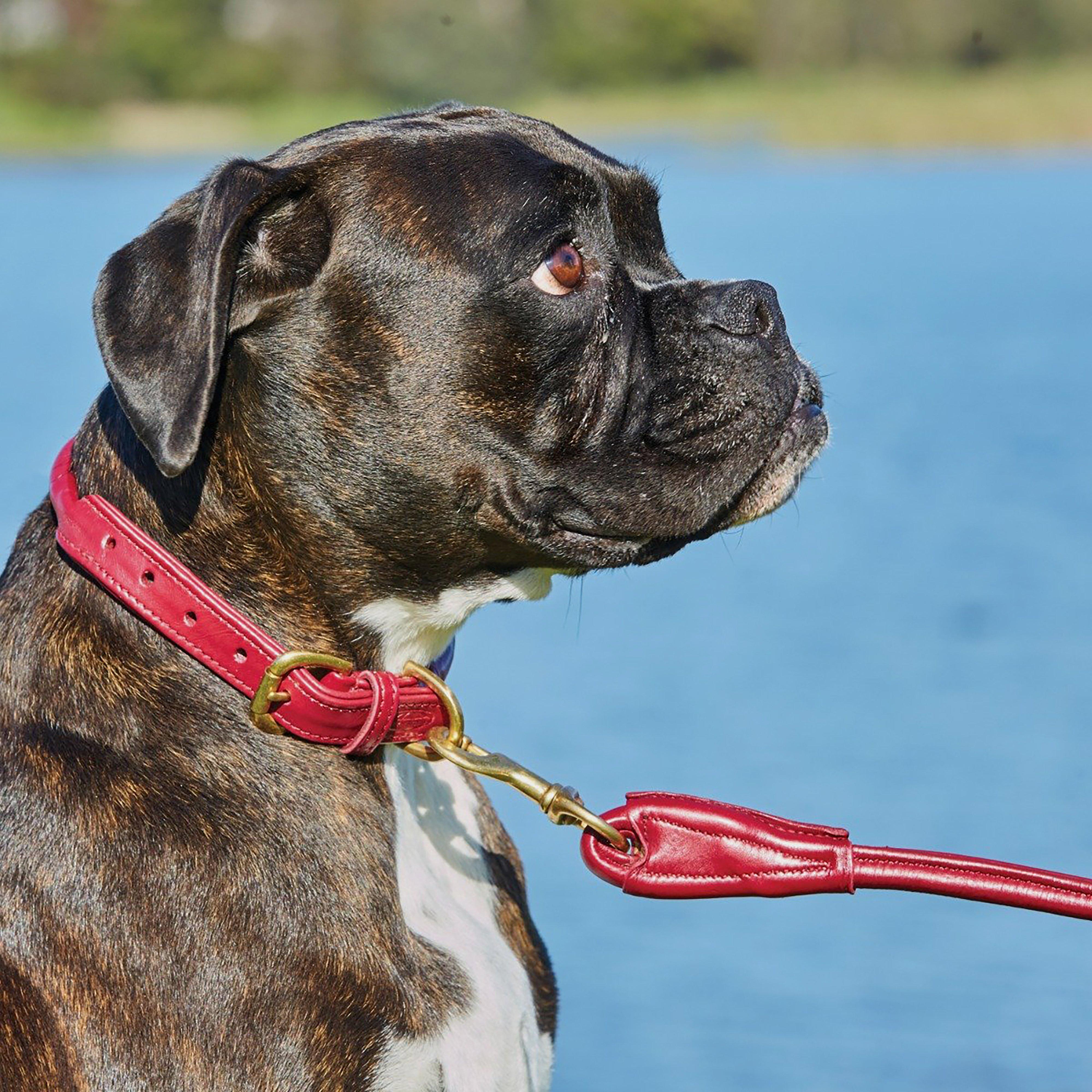 Rolled Leather Collar Maroon