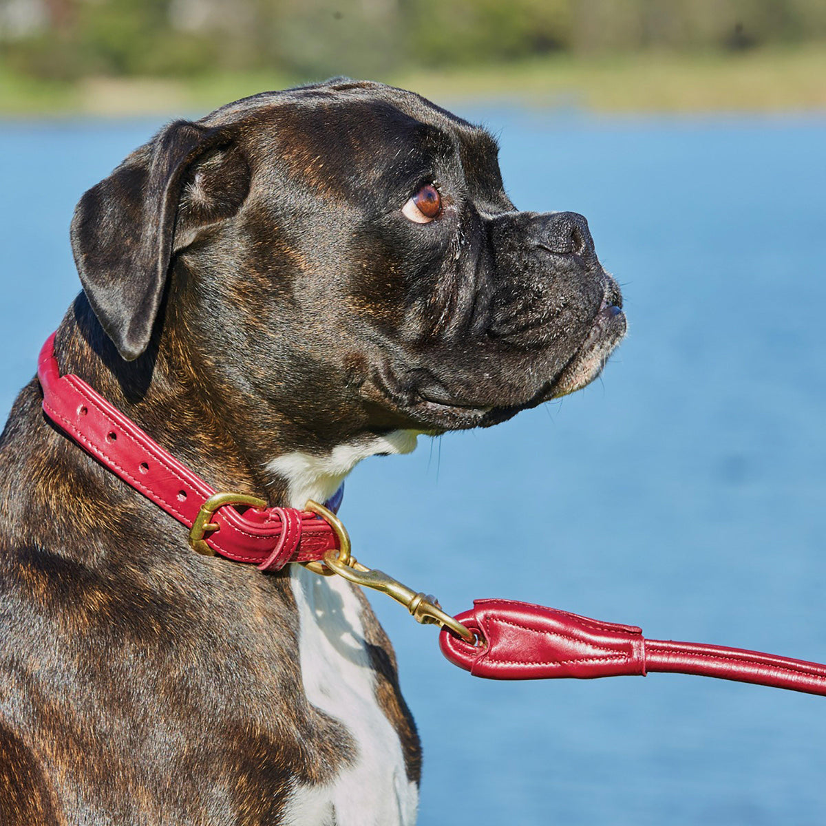 Rolled Leather Lead Maroon
