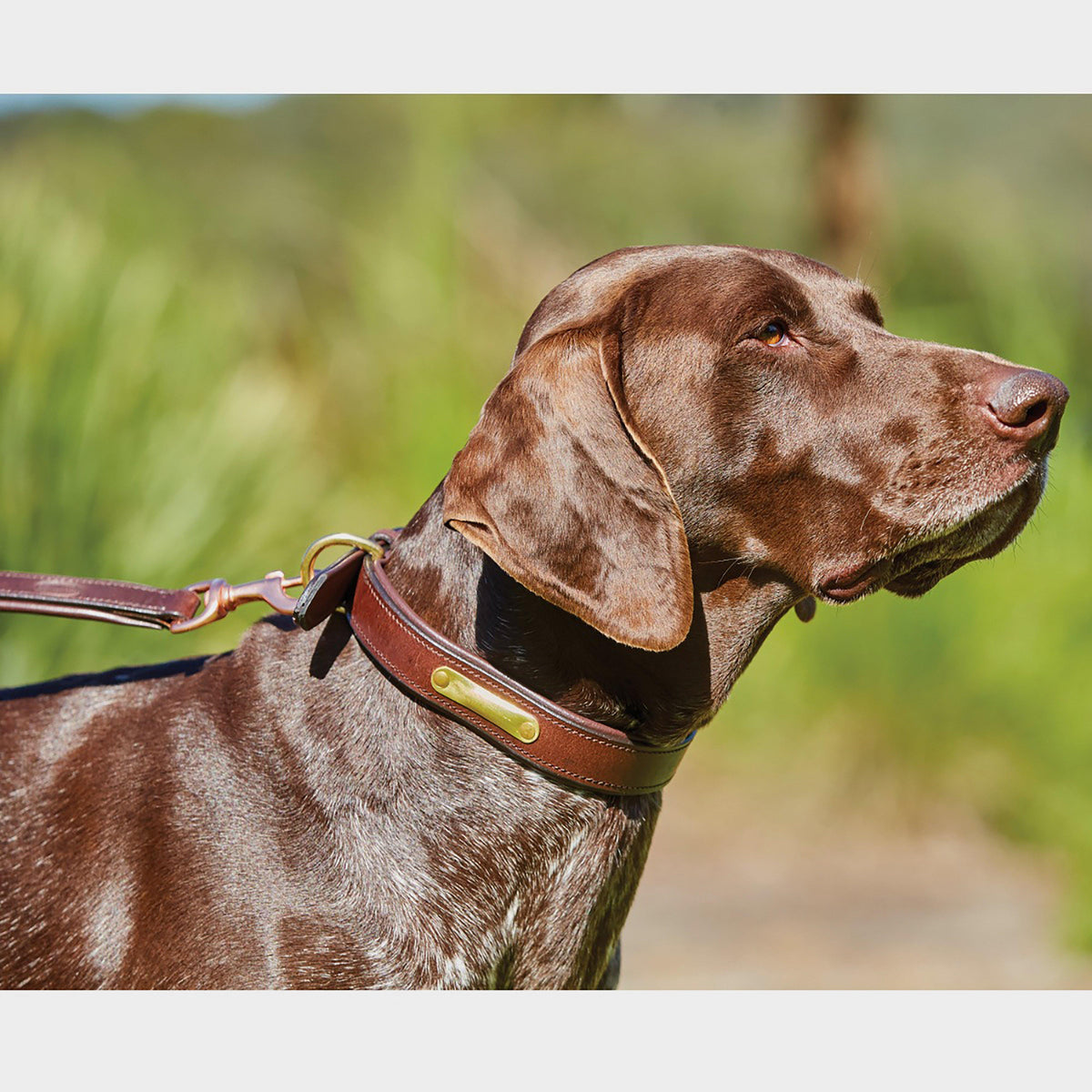 Leather Dog Lead Brown
