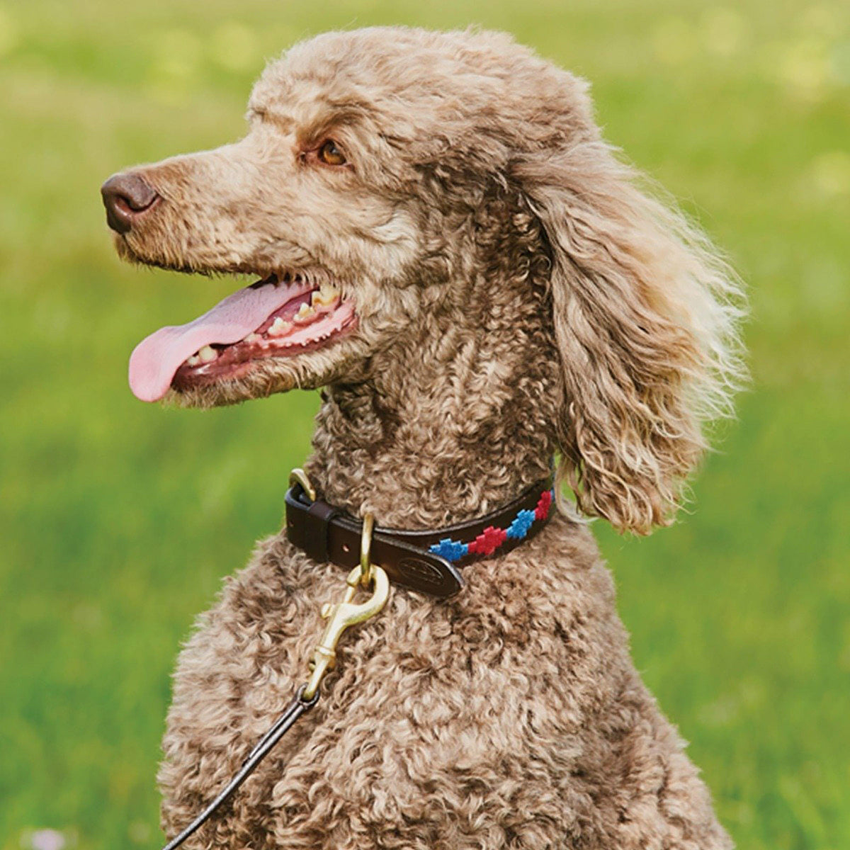 Polo Leather Collar Beaufort Brown/Pink/Blue