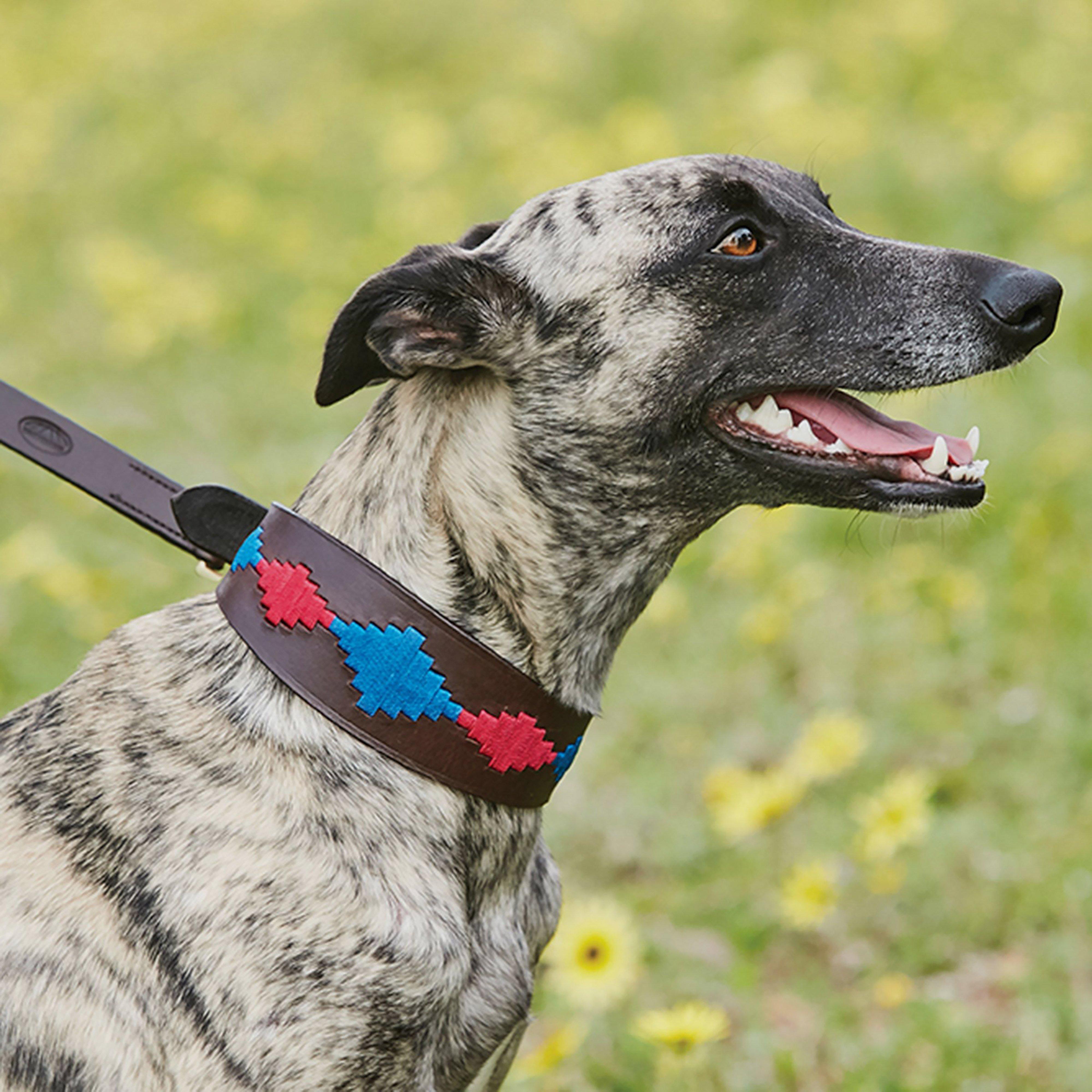 Polo Lurcher Collar Beaufort Brown/Pink/Blue