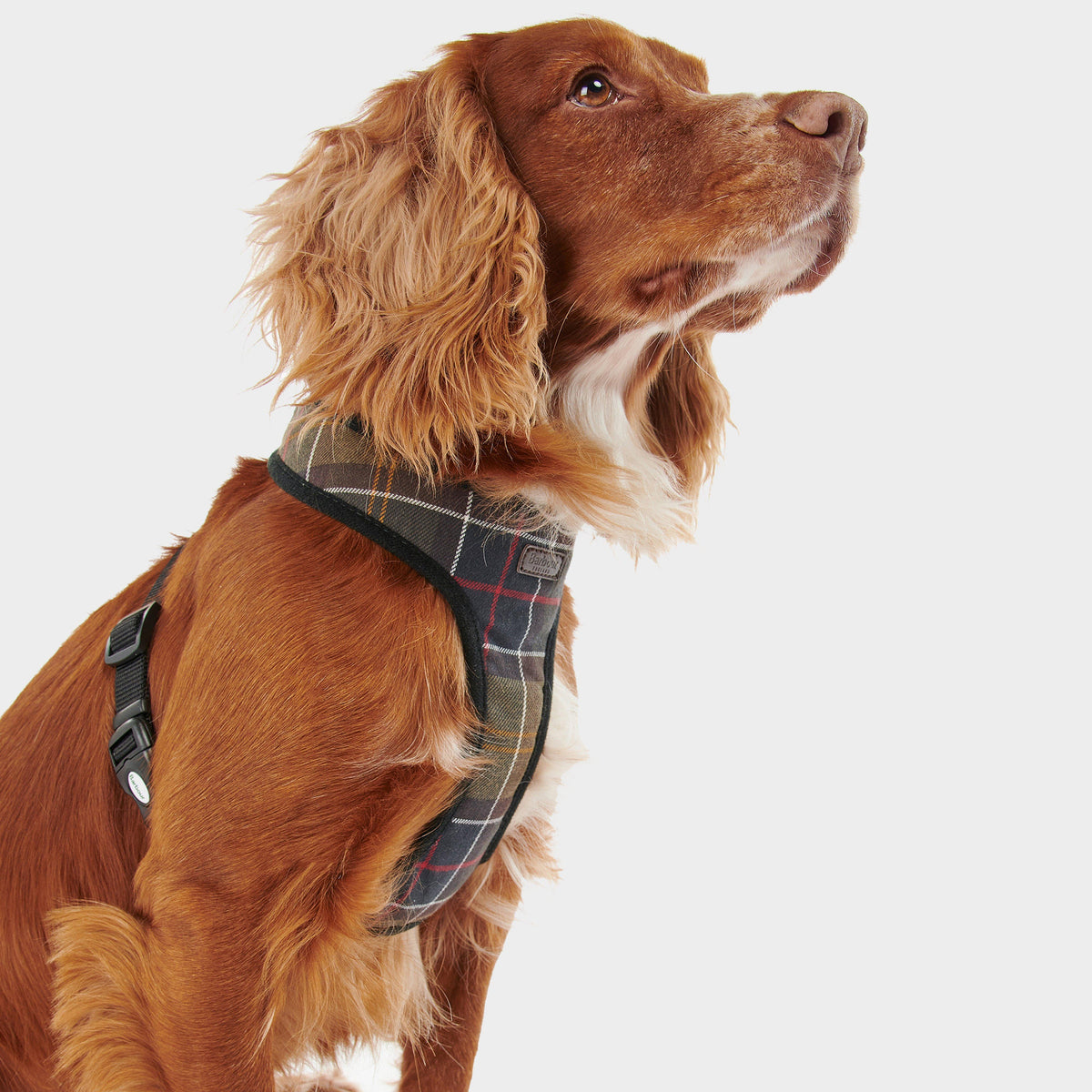Tartan Dog Harness Classic Tartan