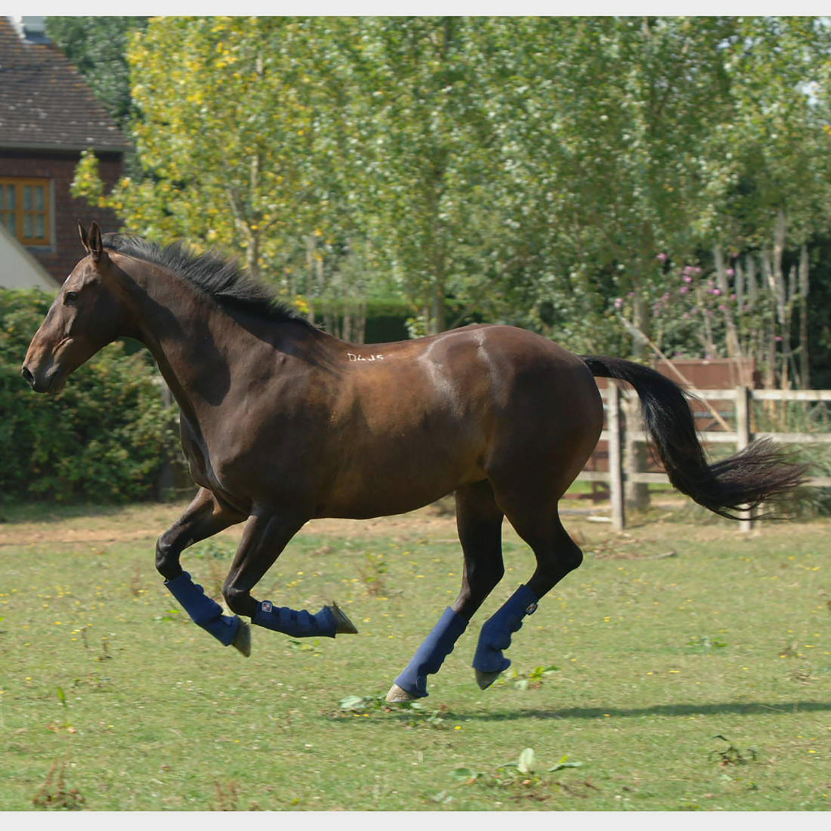 Equi-Chaps Hardy Chap Navy