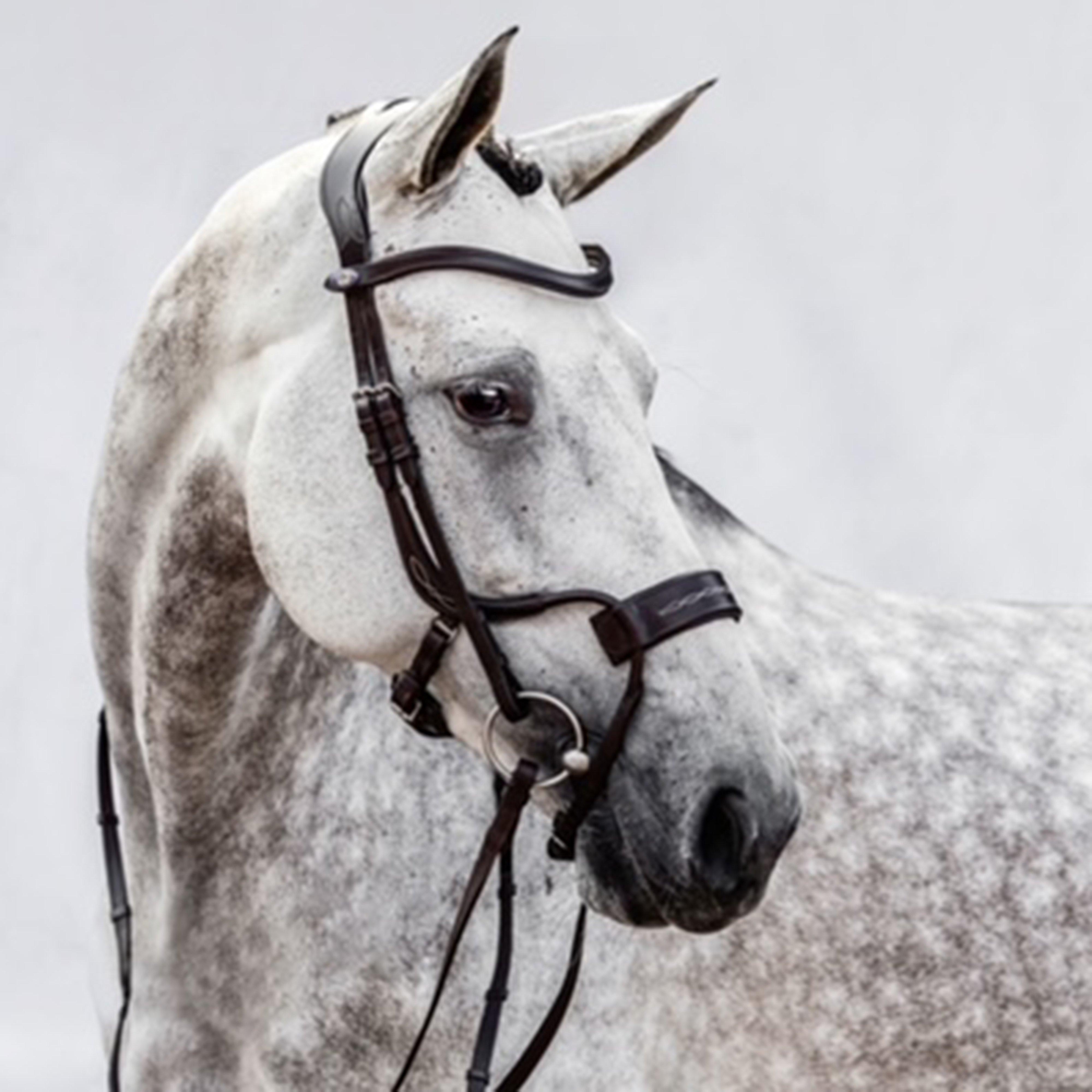 High Jump Revolution Bridle Black