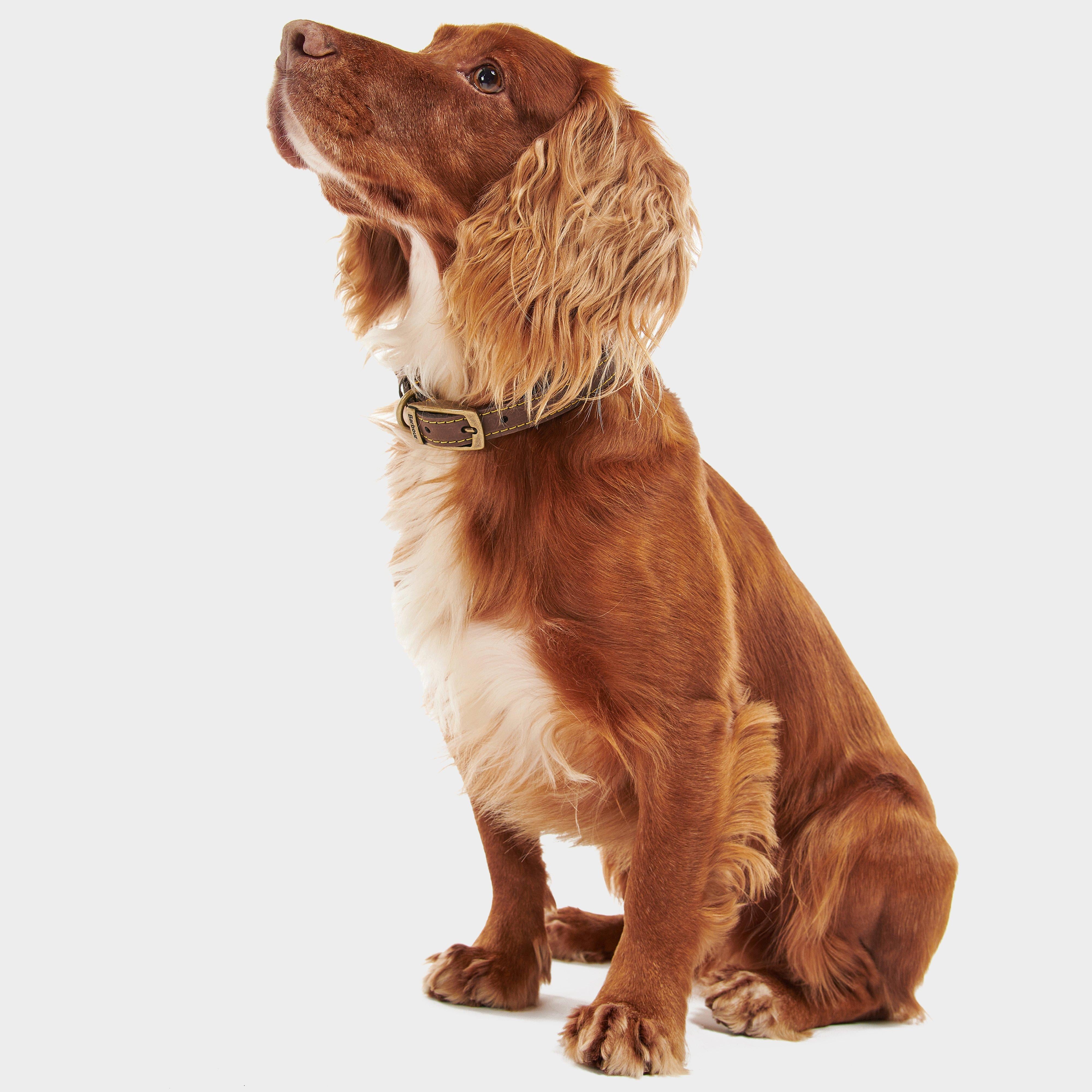 Leather Dog Collar Classic Brown