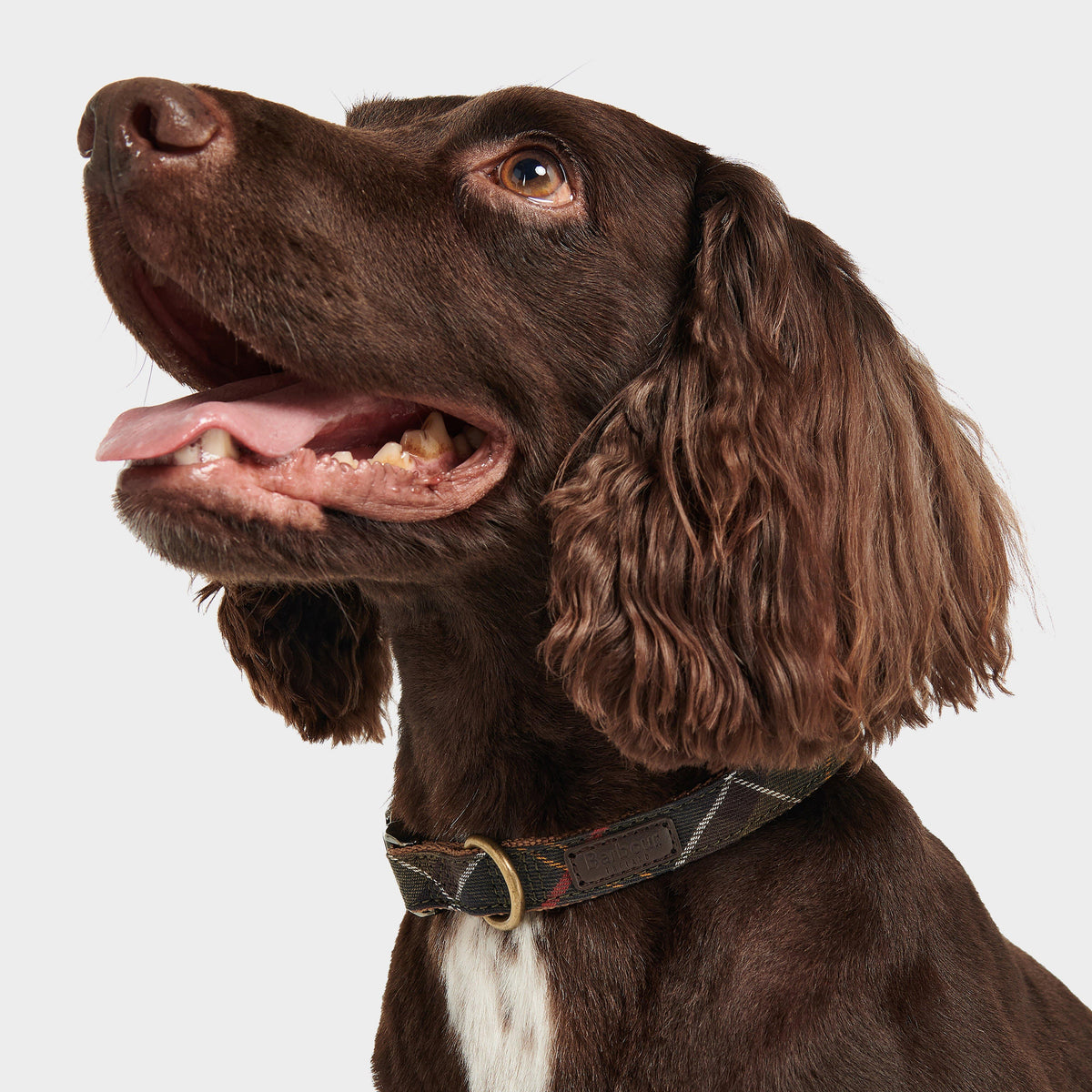 Tartan/Webbing Collar Classic