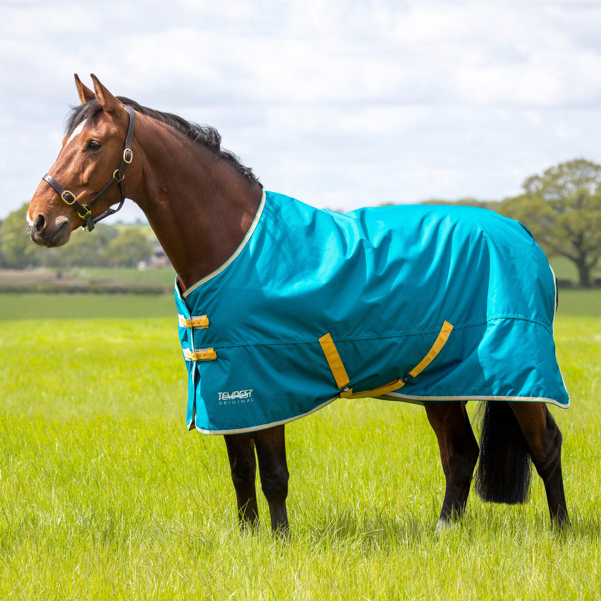 Tempest Original 50g Standard Neck Turnout Rug Navy/Orange.