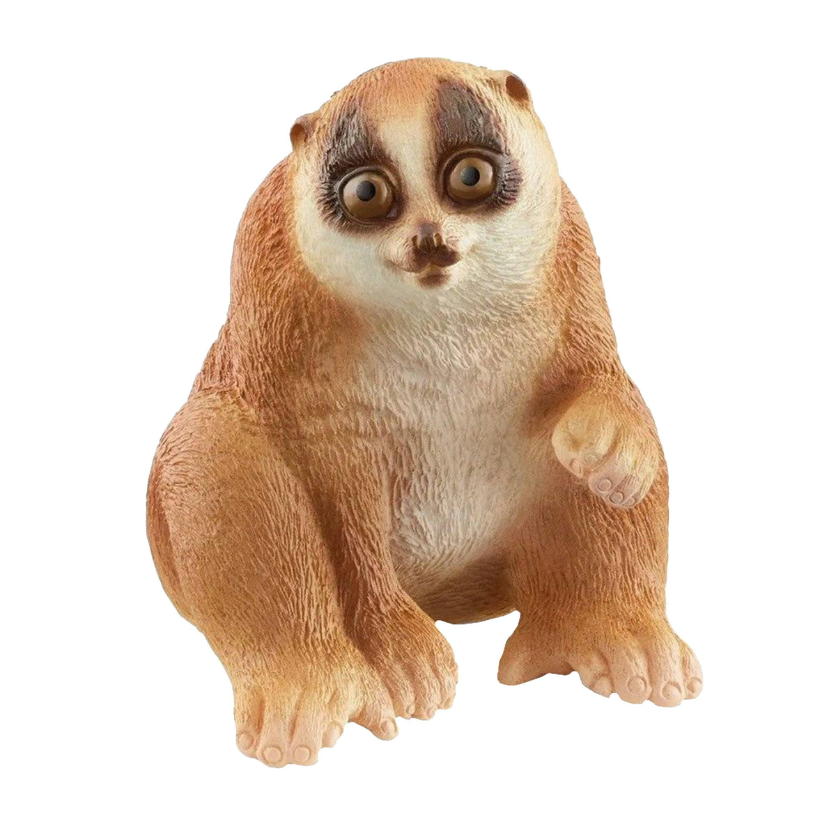 Slow Loris