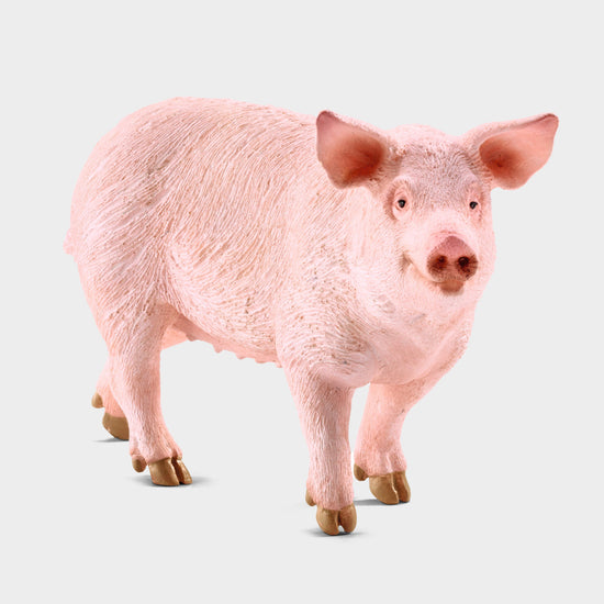 Pig