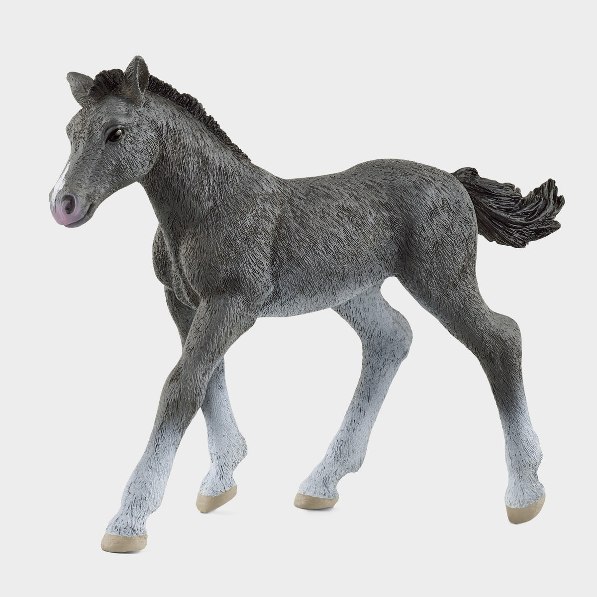 Trakehner Foal