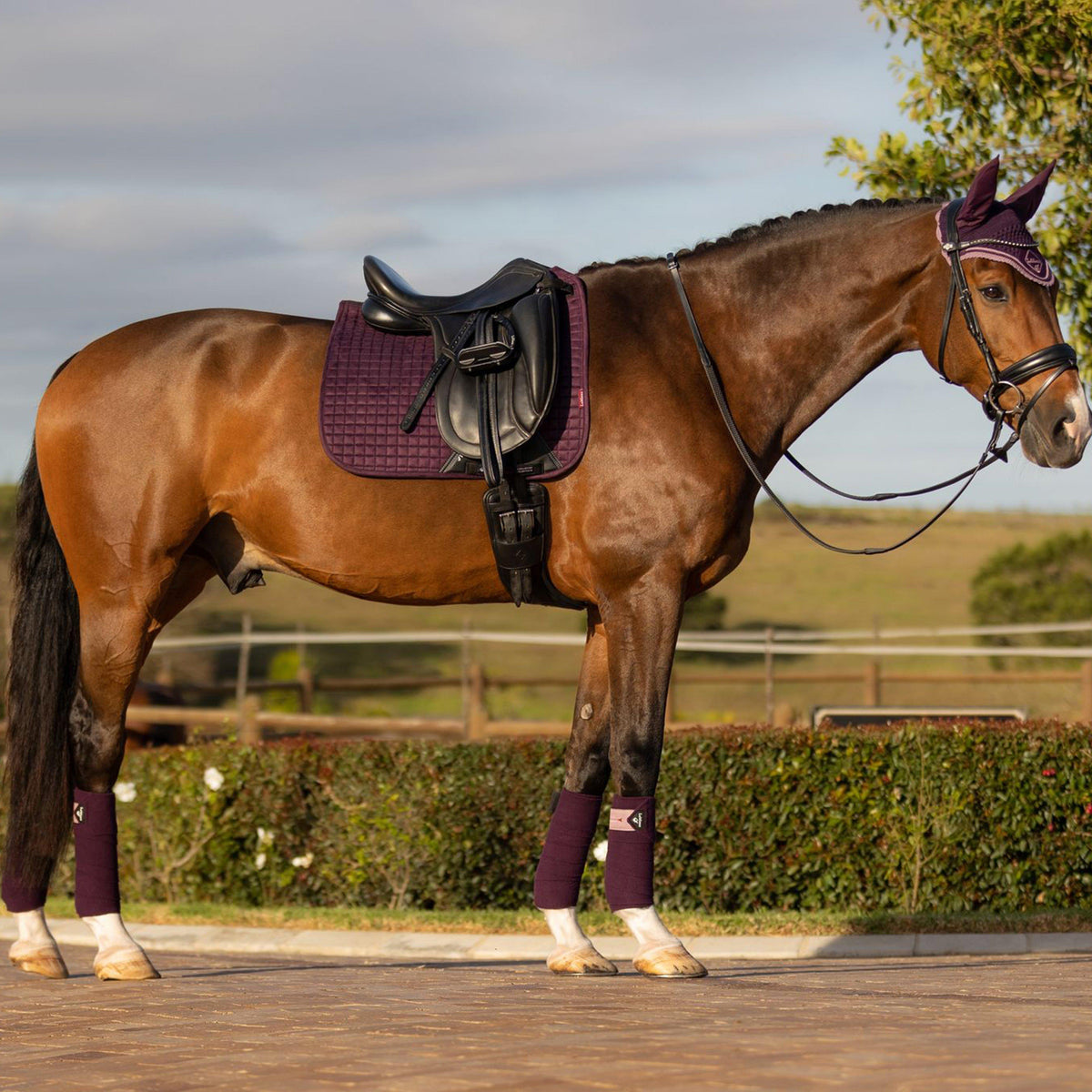 Classic Polo Bandages Fig