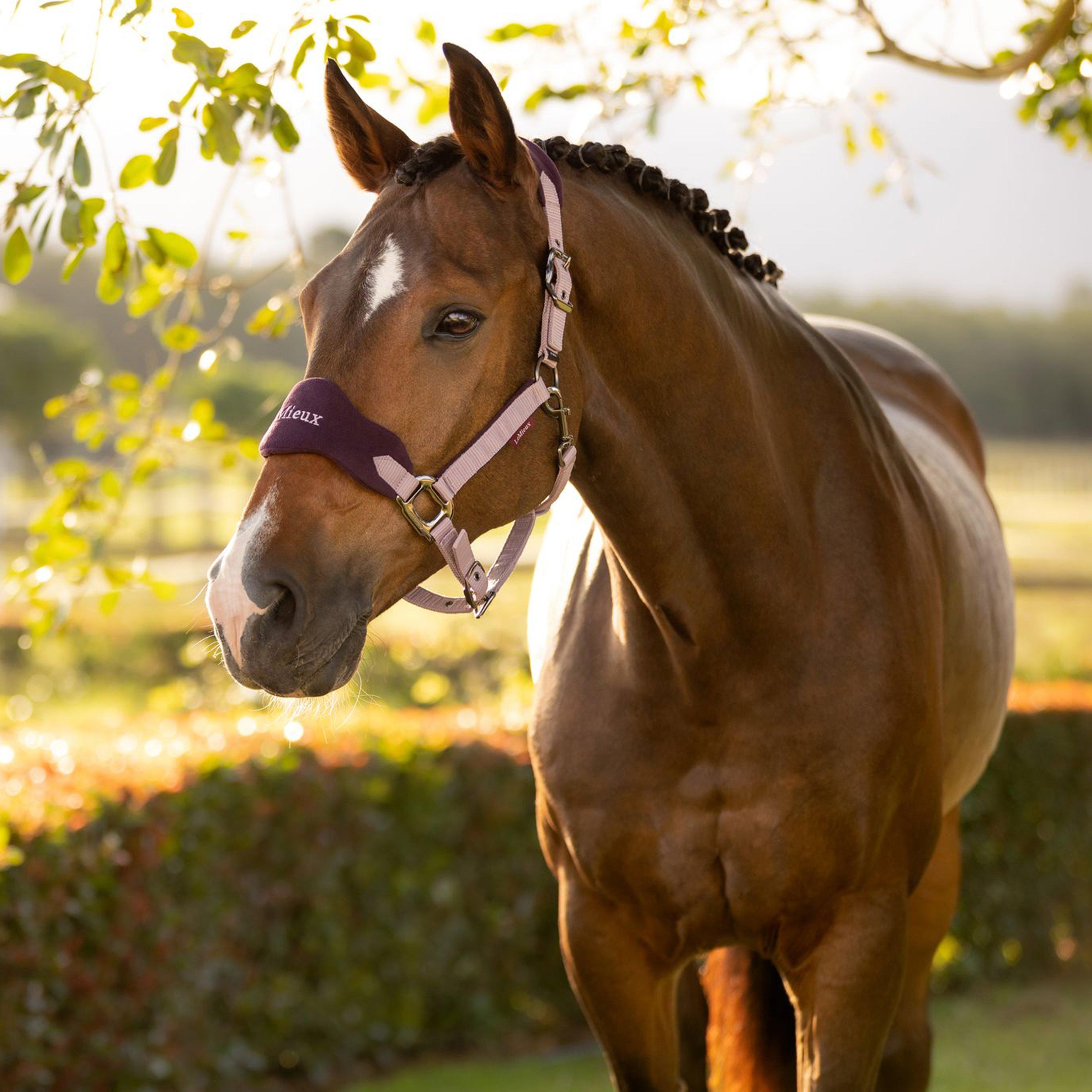 Vogue Headcollar and Leadrope Fig