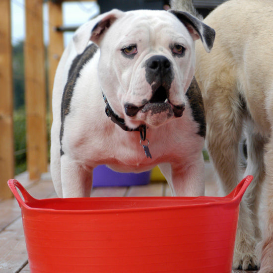 Flexible Shallow Bucket Red