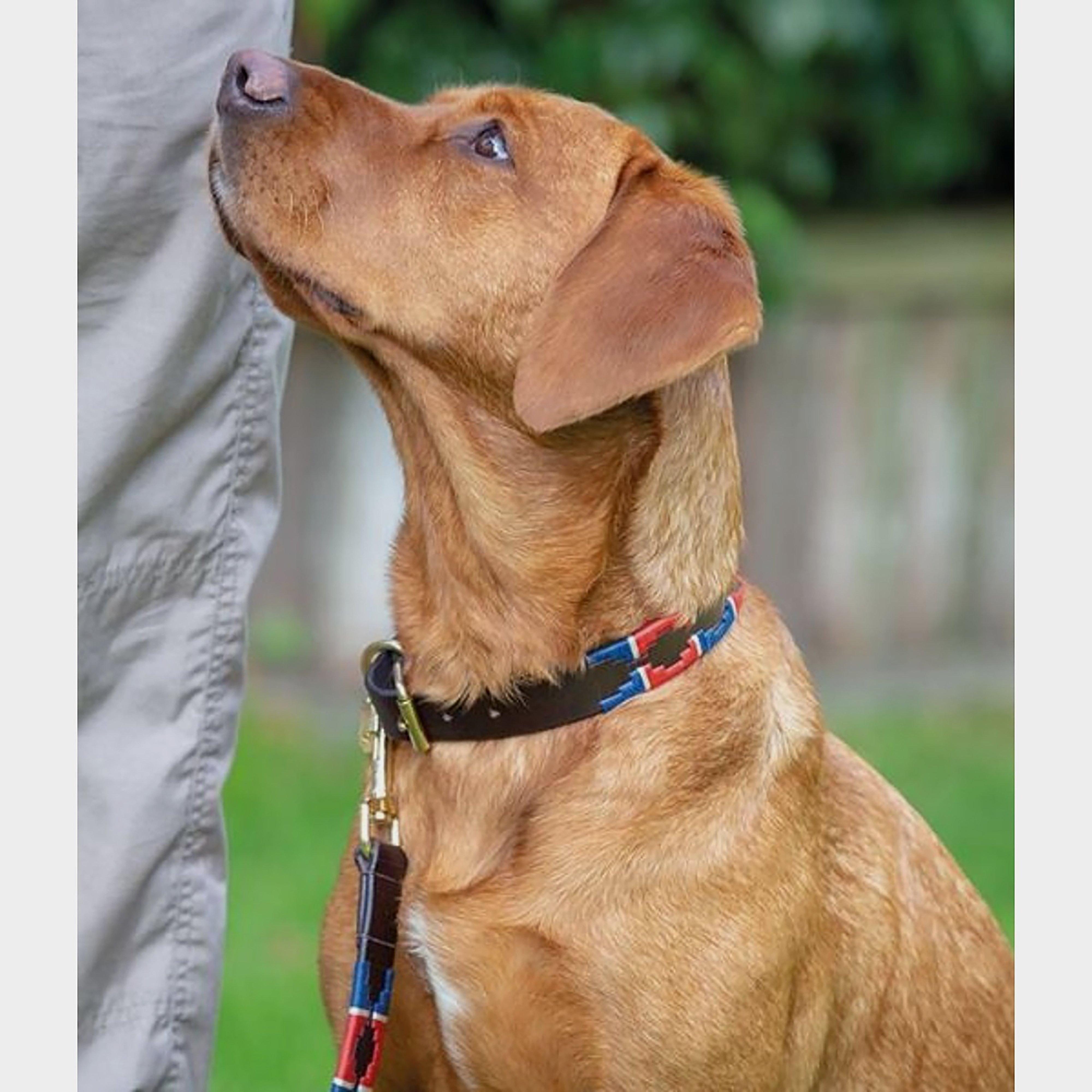 Drover Polo Dog Collar Turquoise/Red/Orange