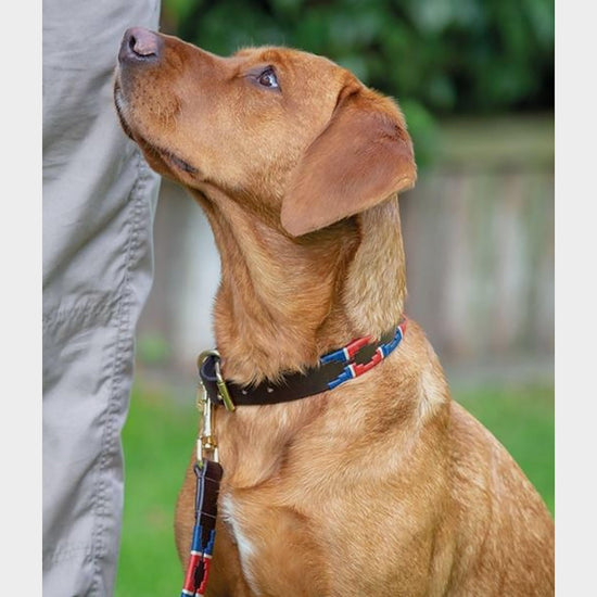 Drover Polo Dog Collar Turquoise/Red/Orange