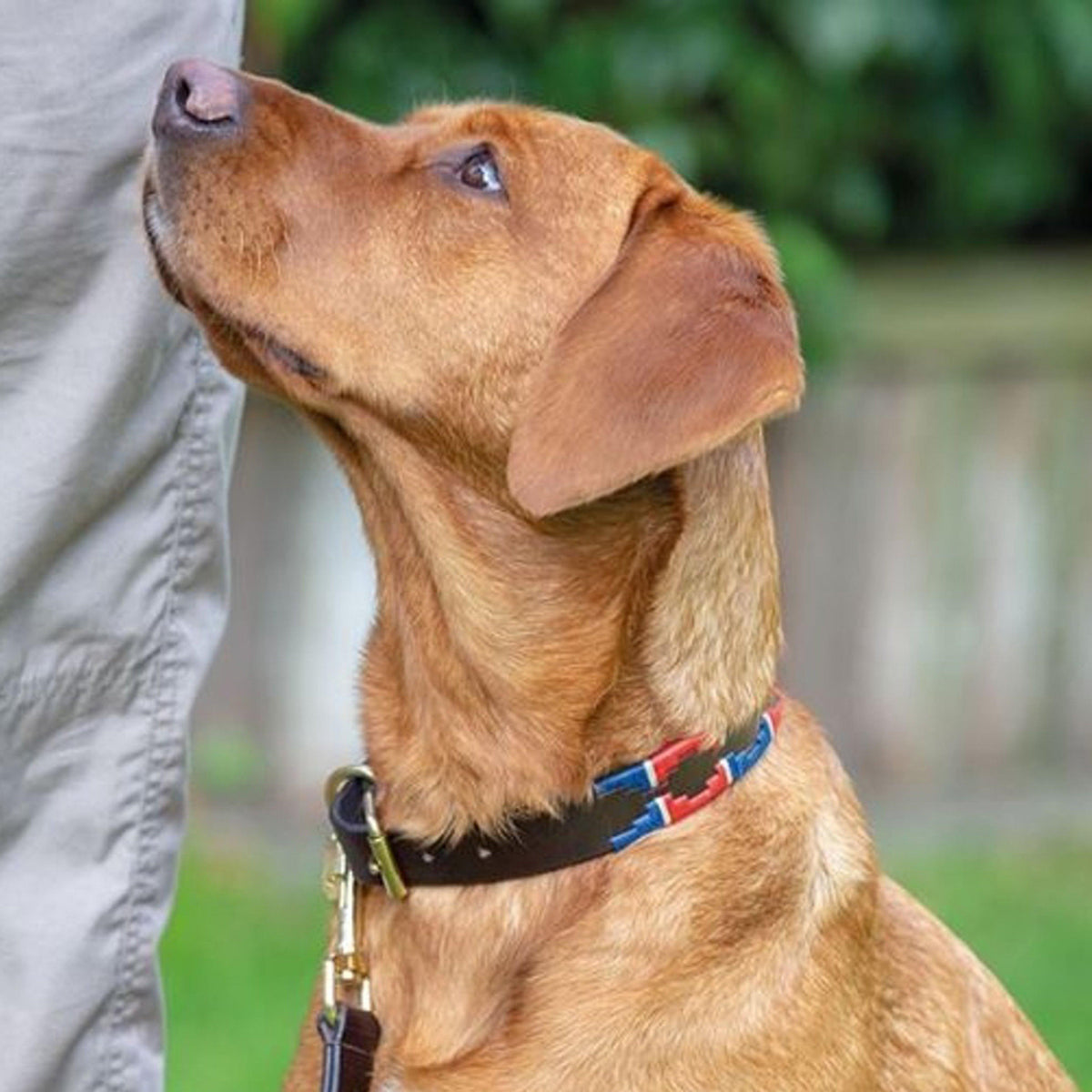 Drover Polo Dog Collar Green/Brown/Yellow