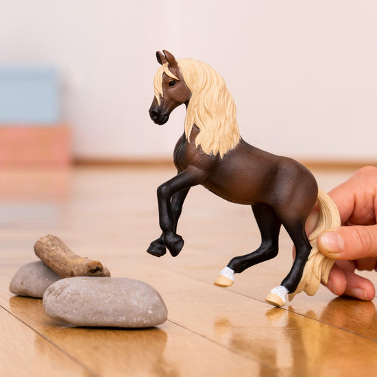 Peruvian Paso Stallion