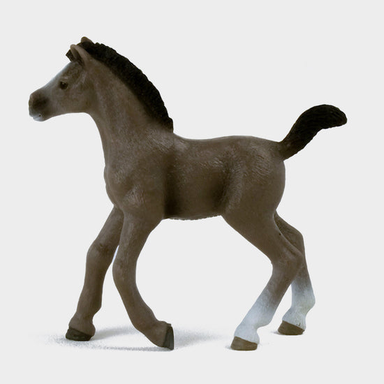 Selle Français Foal