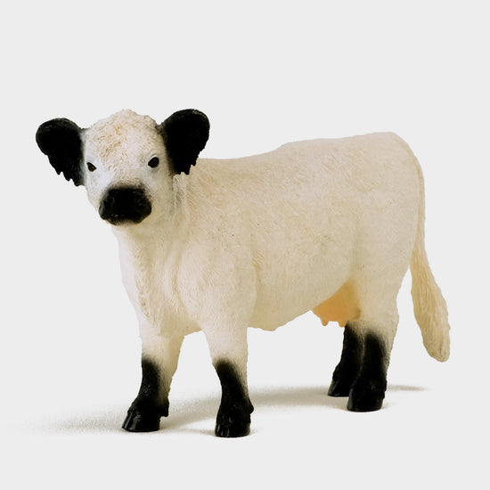 Galloway Cow