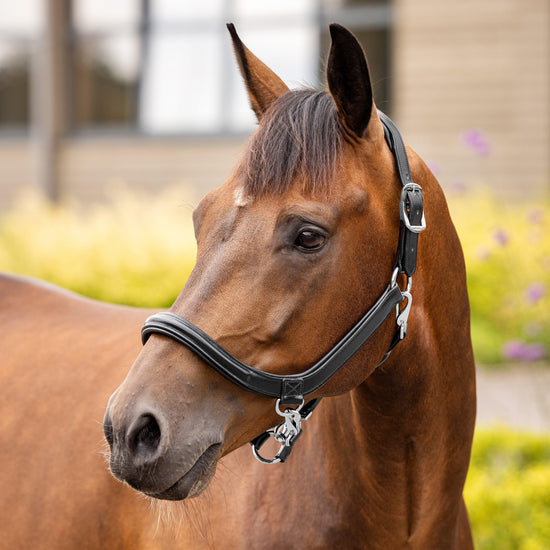 Leather Grooming Headcollar Black