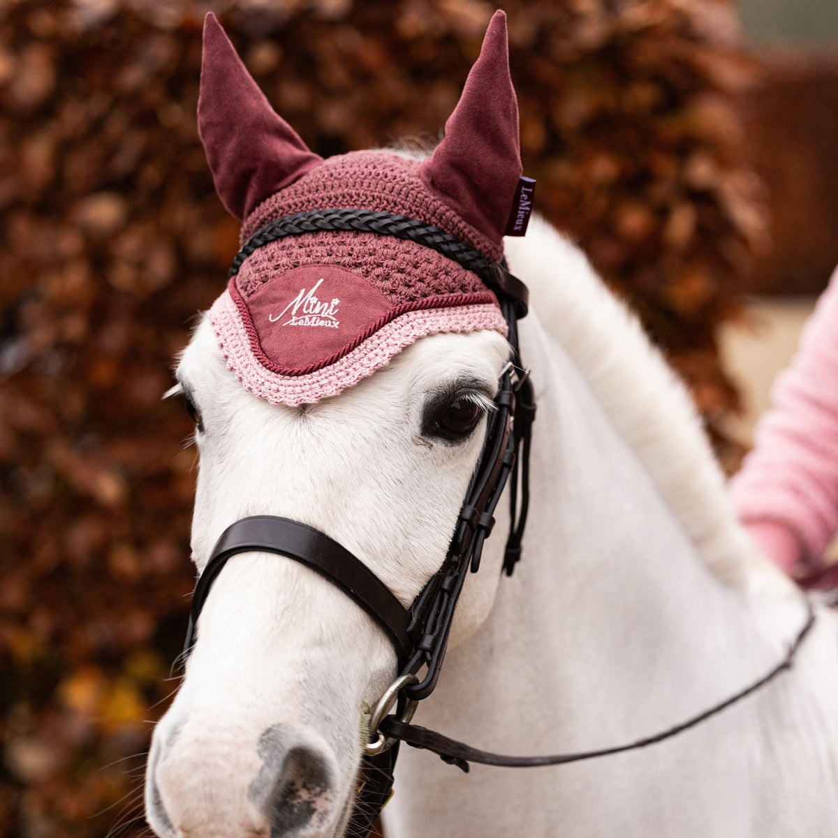 Mini Fly Hood Orchid