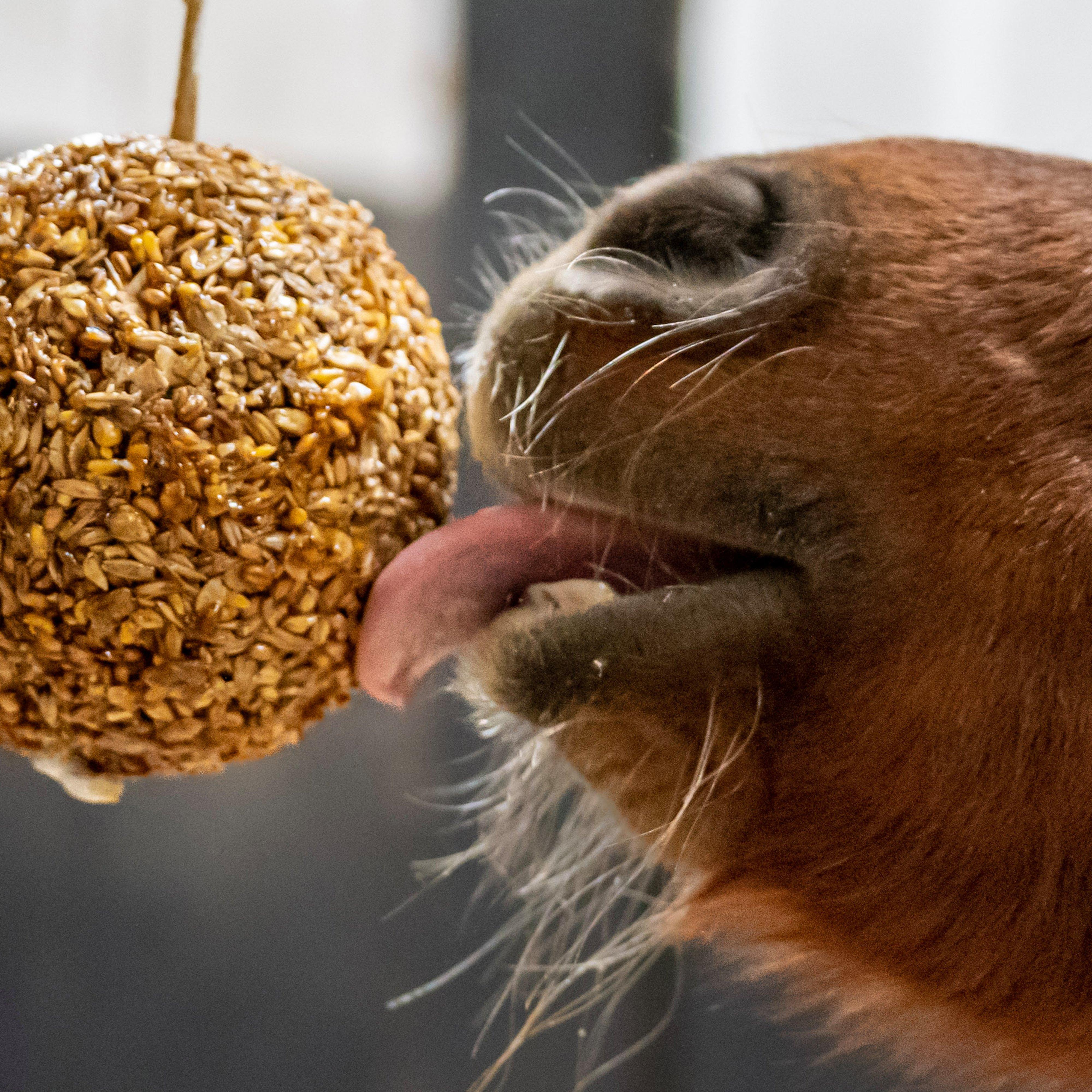 Granola Stall Ball Apple 1.6KG