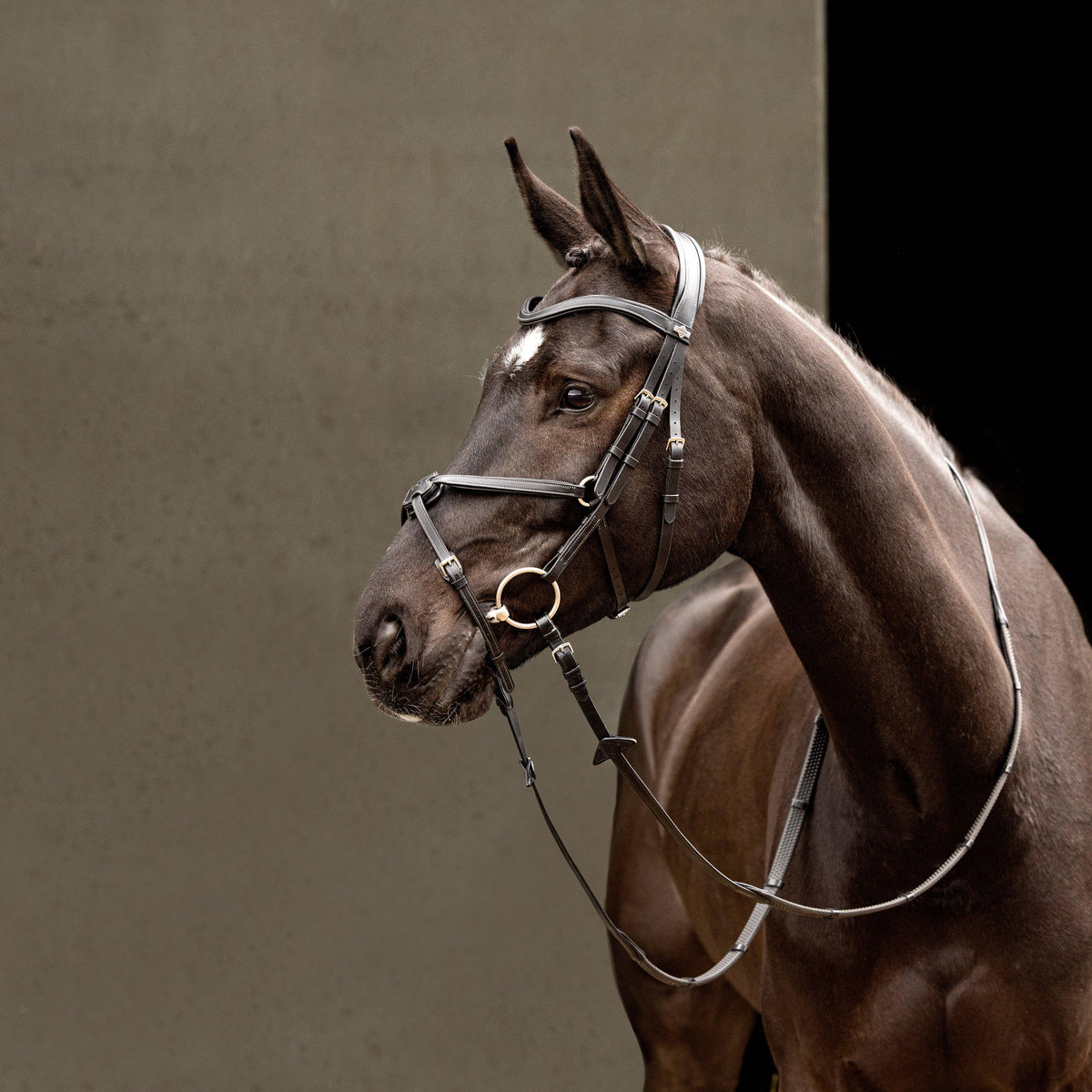 Arika Grackle Bridle Black/Silver