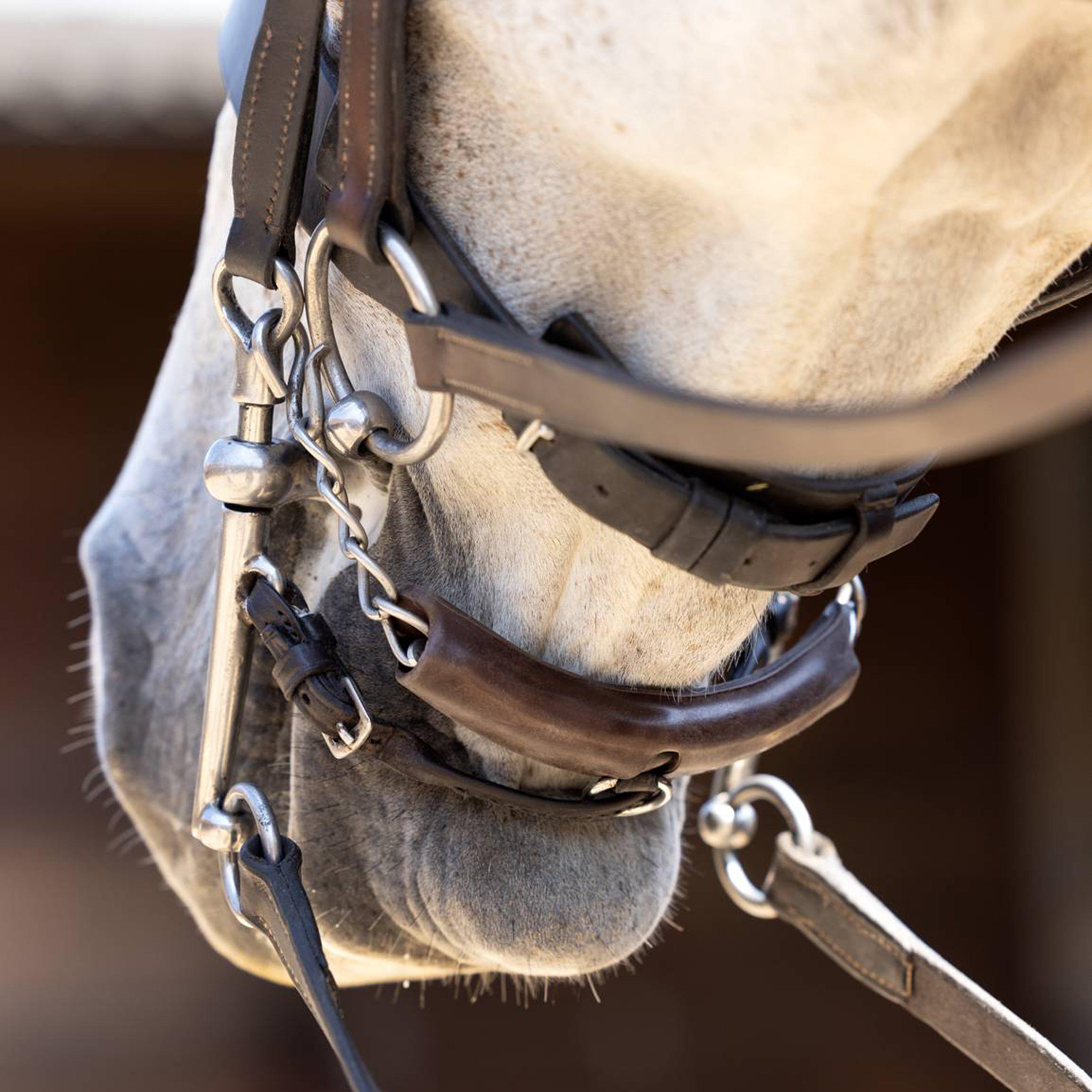 Acavallo Curb Chain Guard Brown