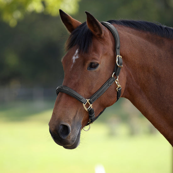 RAPIDA Comfort Leather Headcollar Black