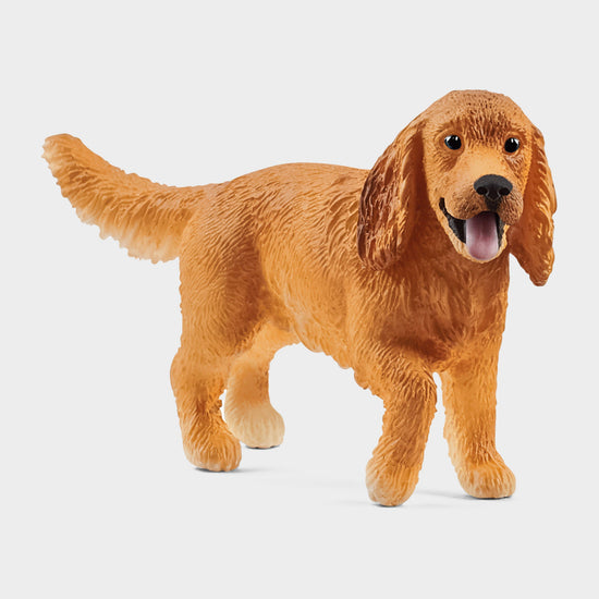 English Cocker Spaniel