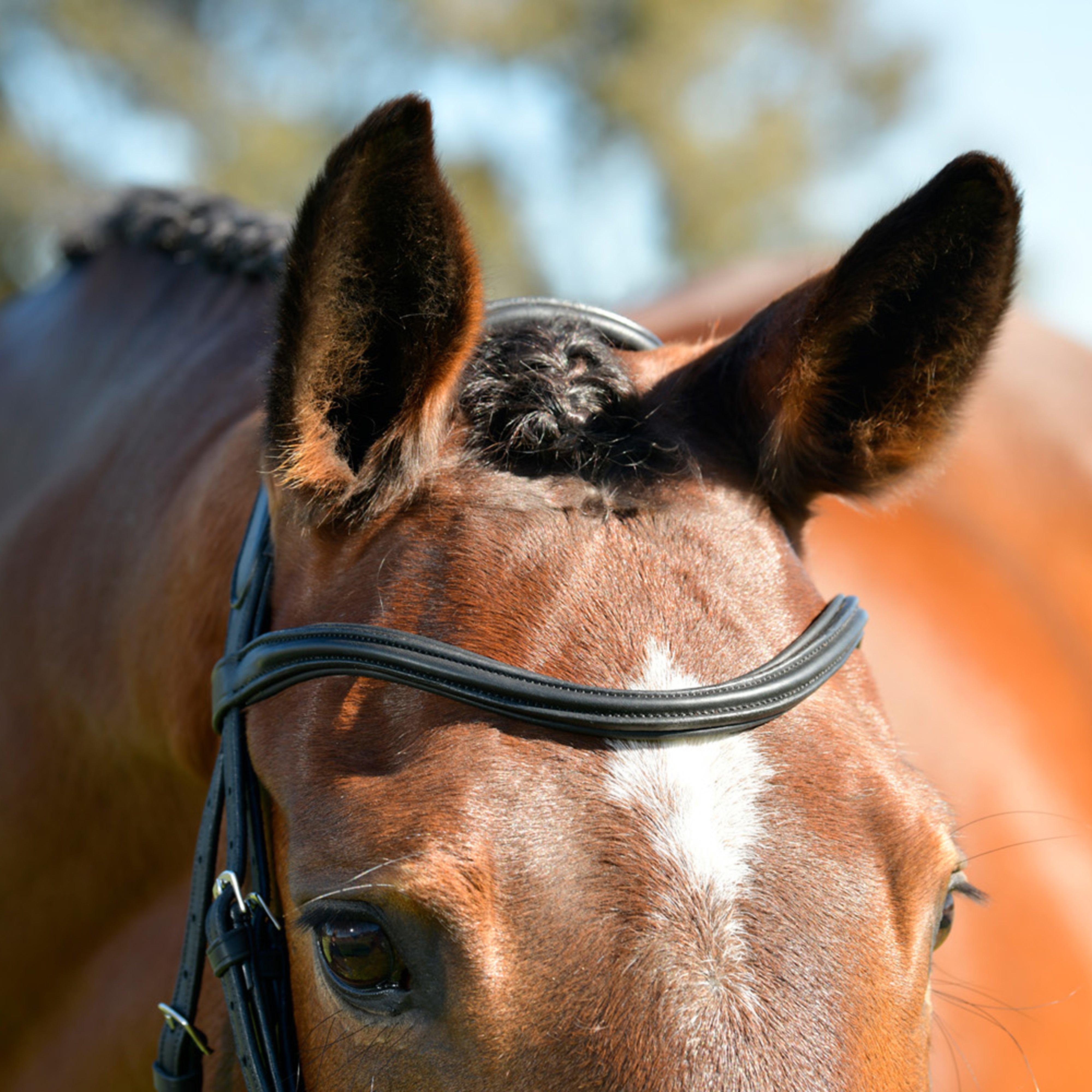 ComFiTec Opulux Plain Padded Hanoverian Flash Bridle Black