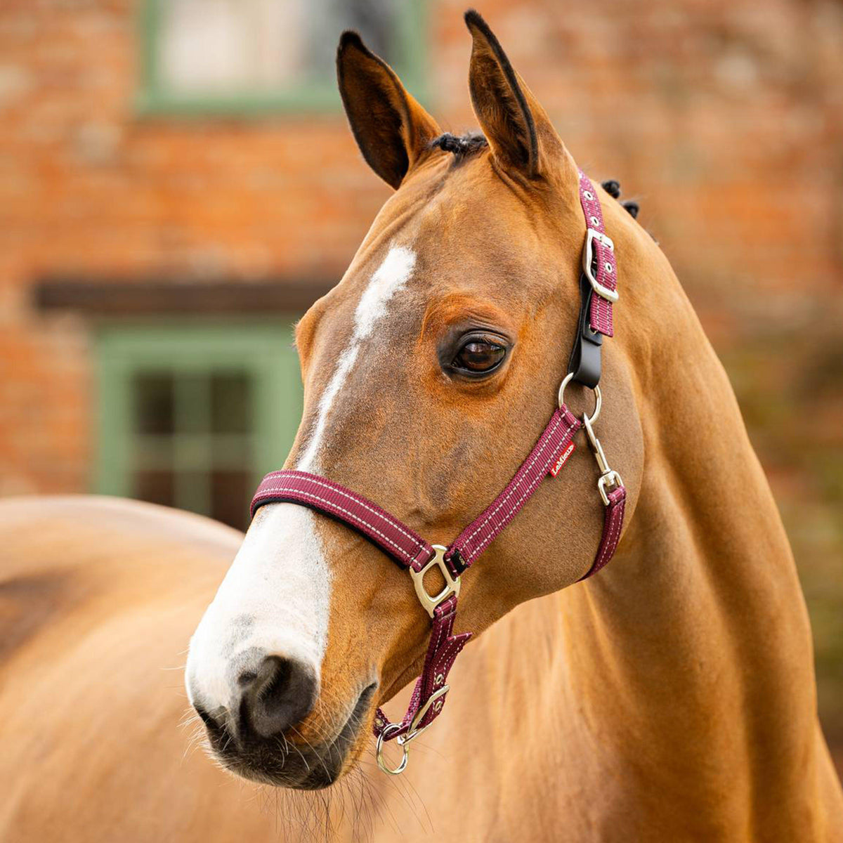 Essential Yard Headcollar Burgundy