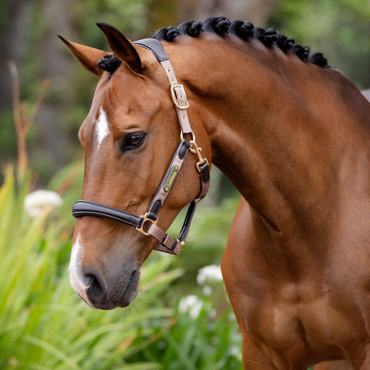 Capella Headcollar Mink