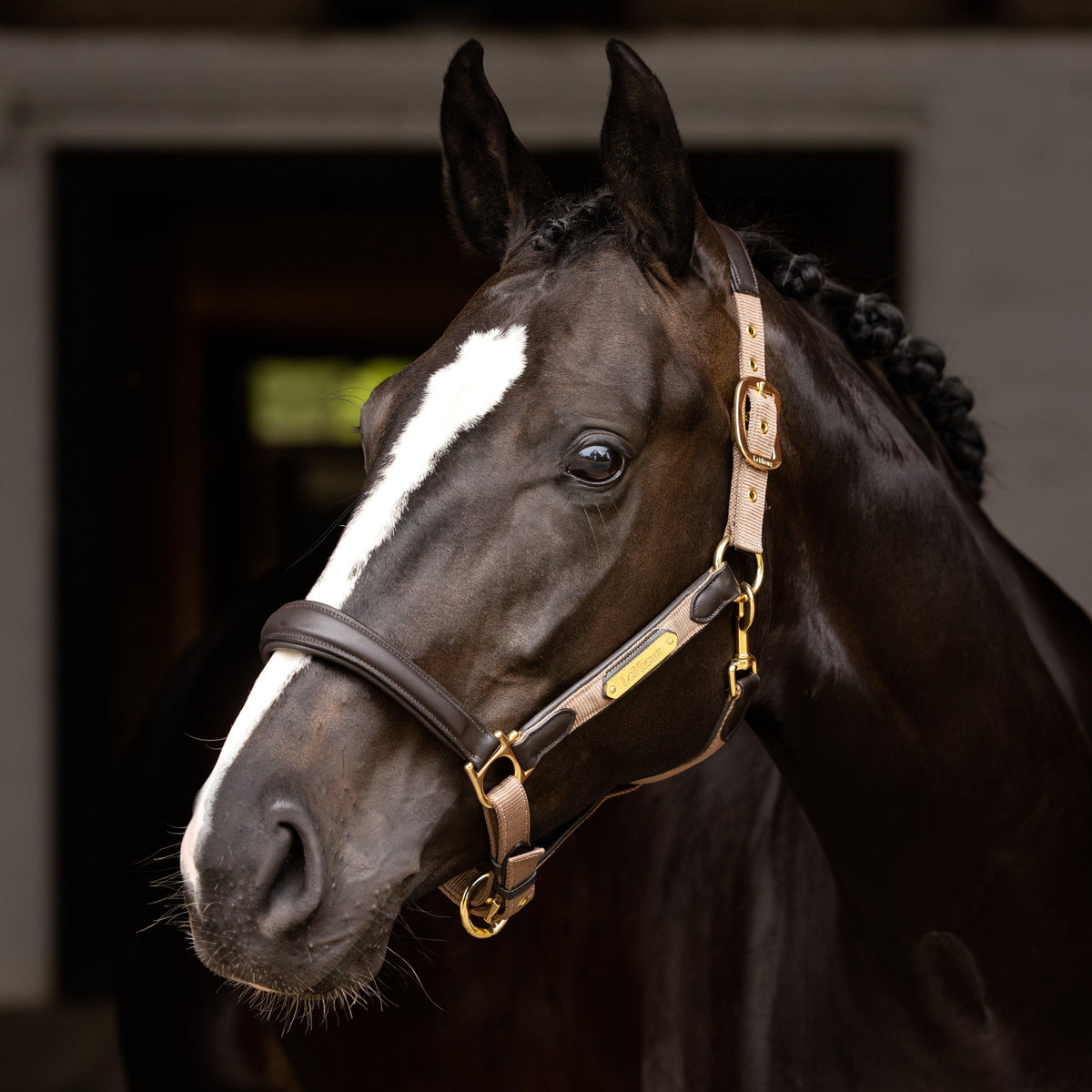 Capella Headcollar Mink