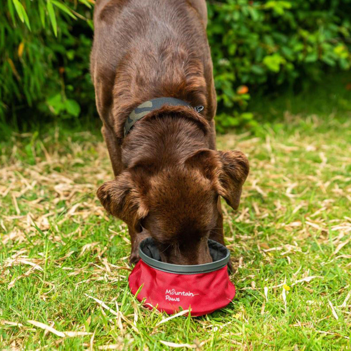 Dog Water Bowl Red