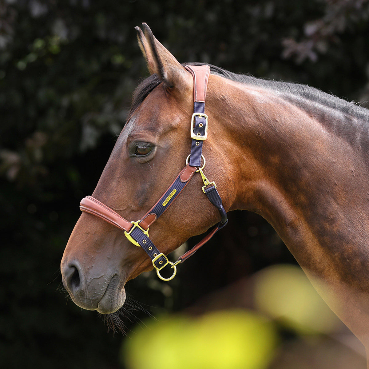 Lusso Padded Leather Headcollar Navy