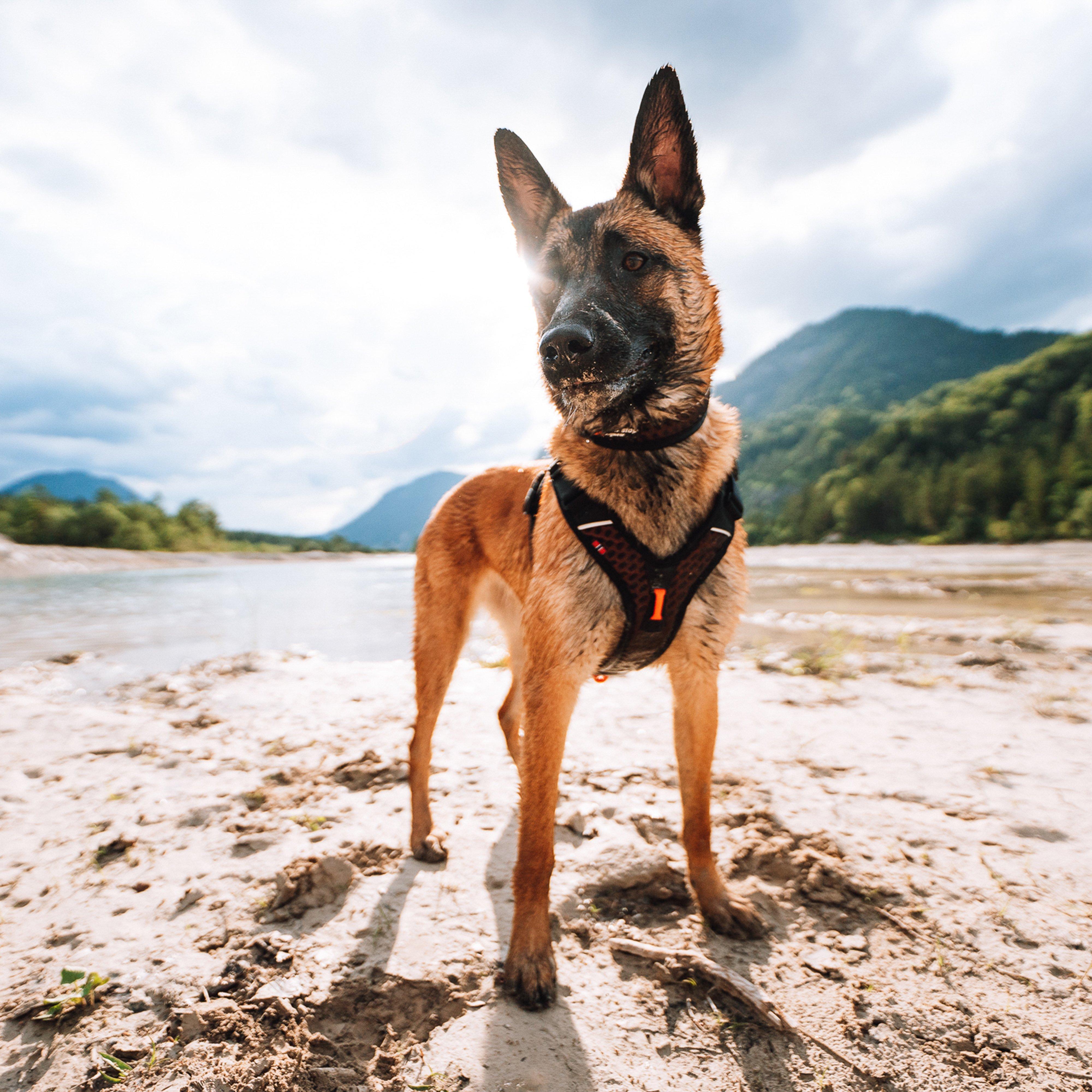 Rock Harness Black/Orange