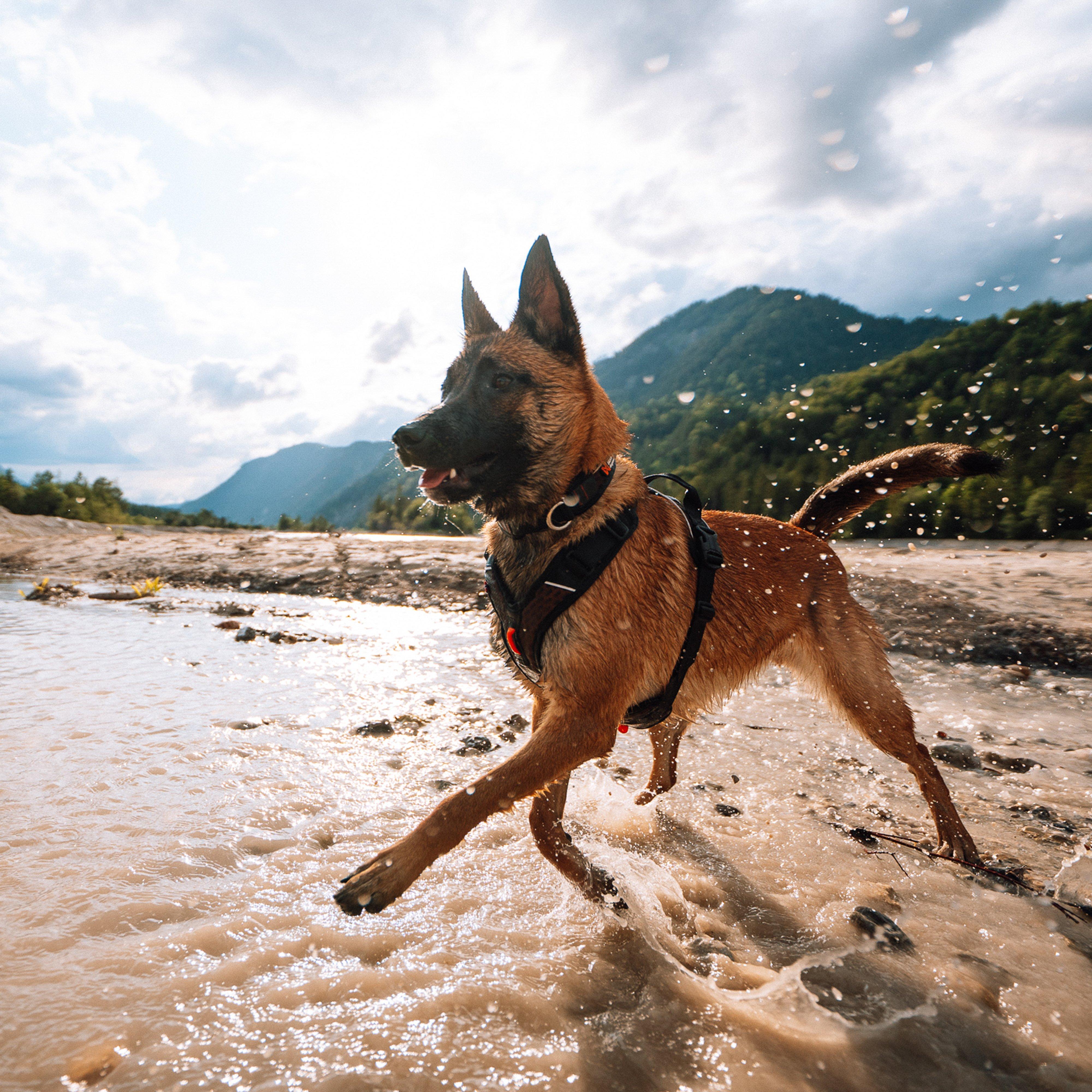 Rock Harness Black/Orange