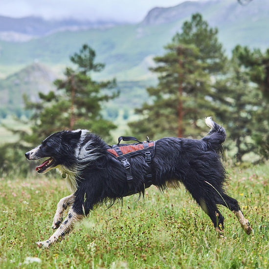 Rock Harness Long Black/Orange