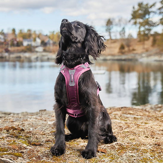 Ramble Harness Purple