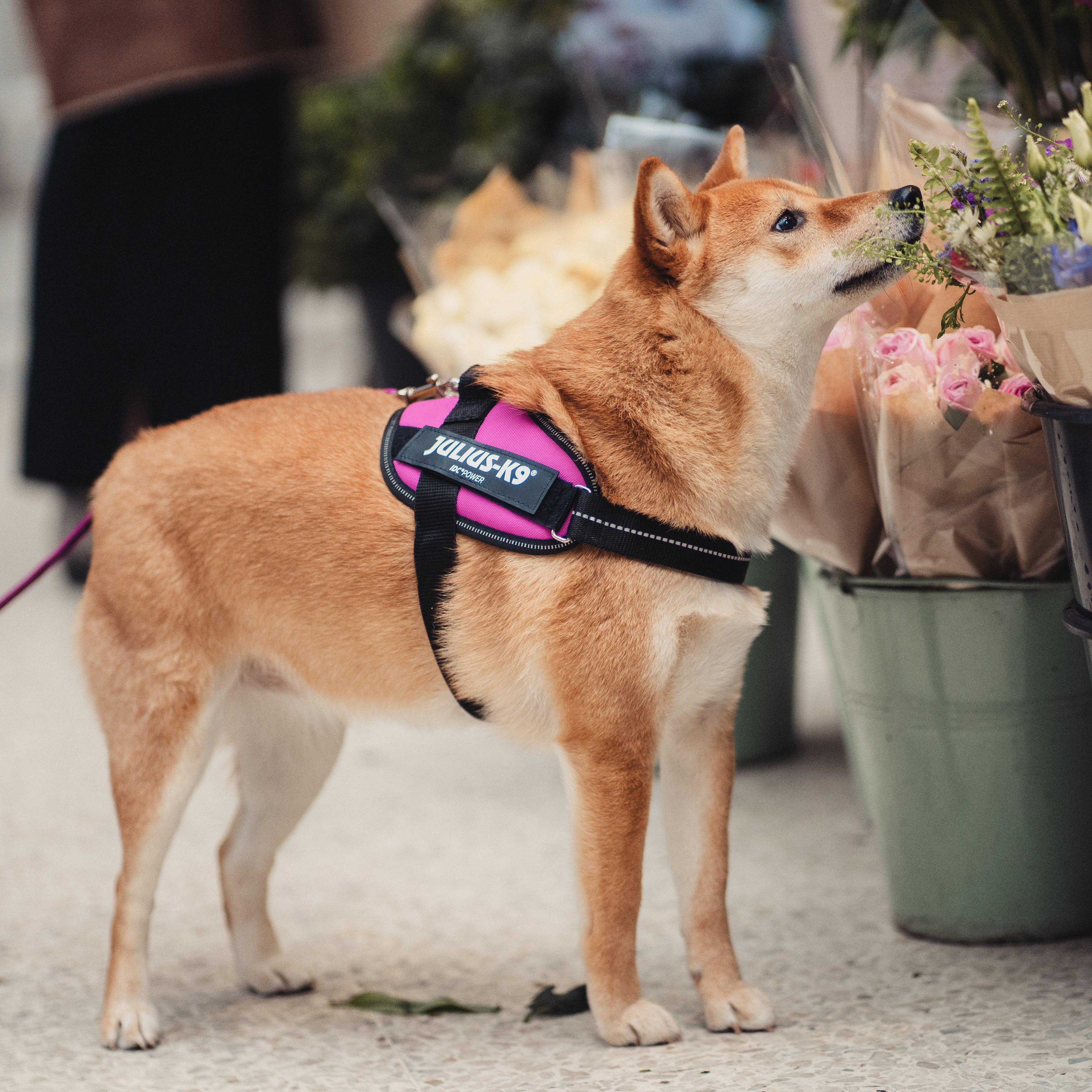 IDC K9 Powerharness Pink Mini