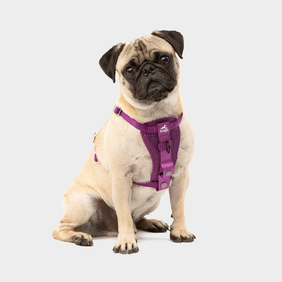 Enhanced Strength Tru-Fit Dog Car Harness Purple