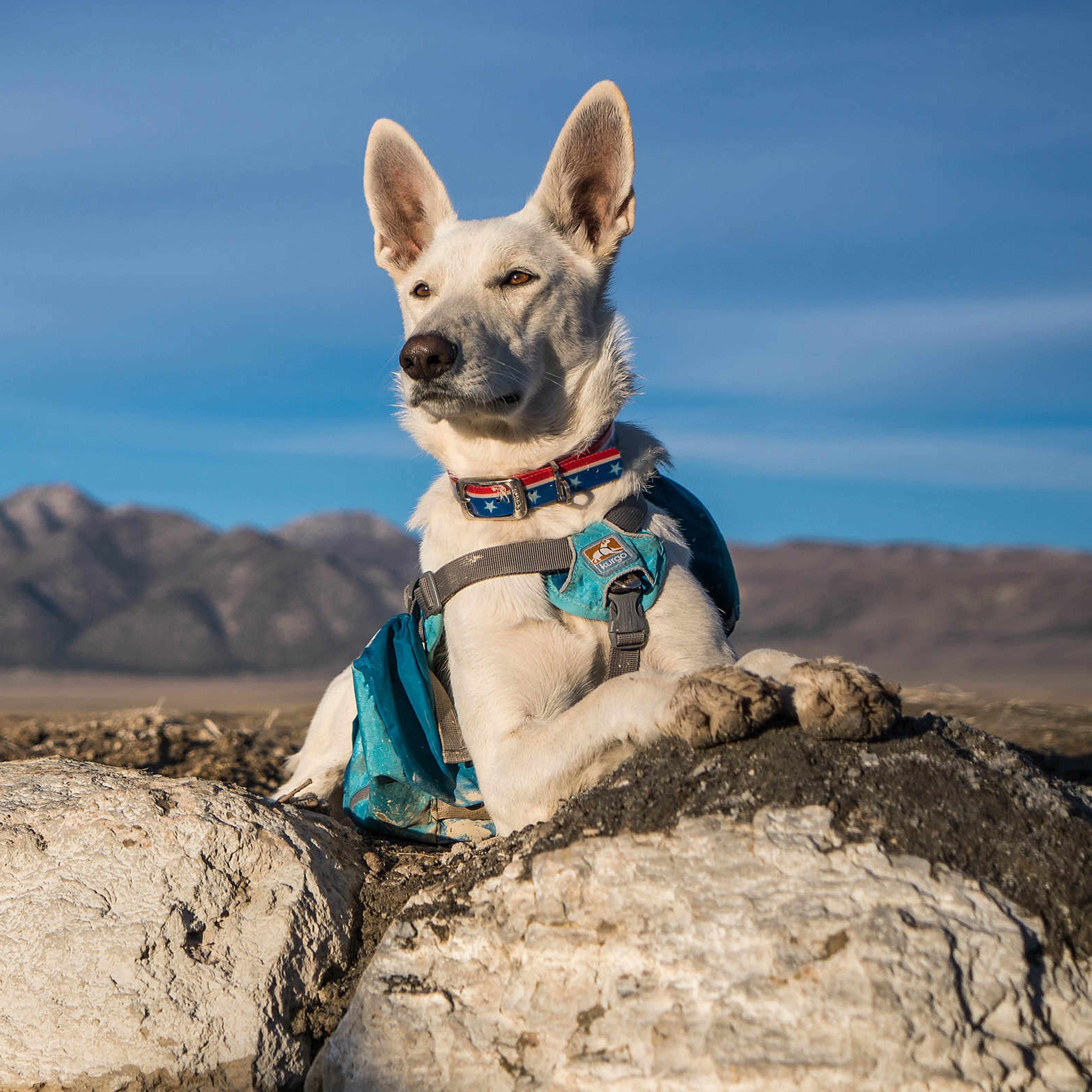 Baxter Dog Backpack Blue