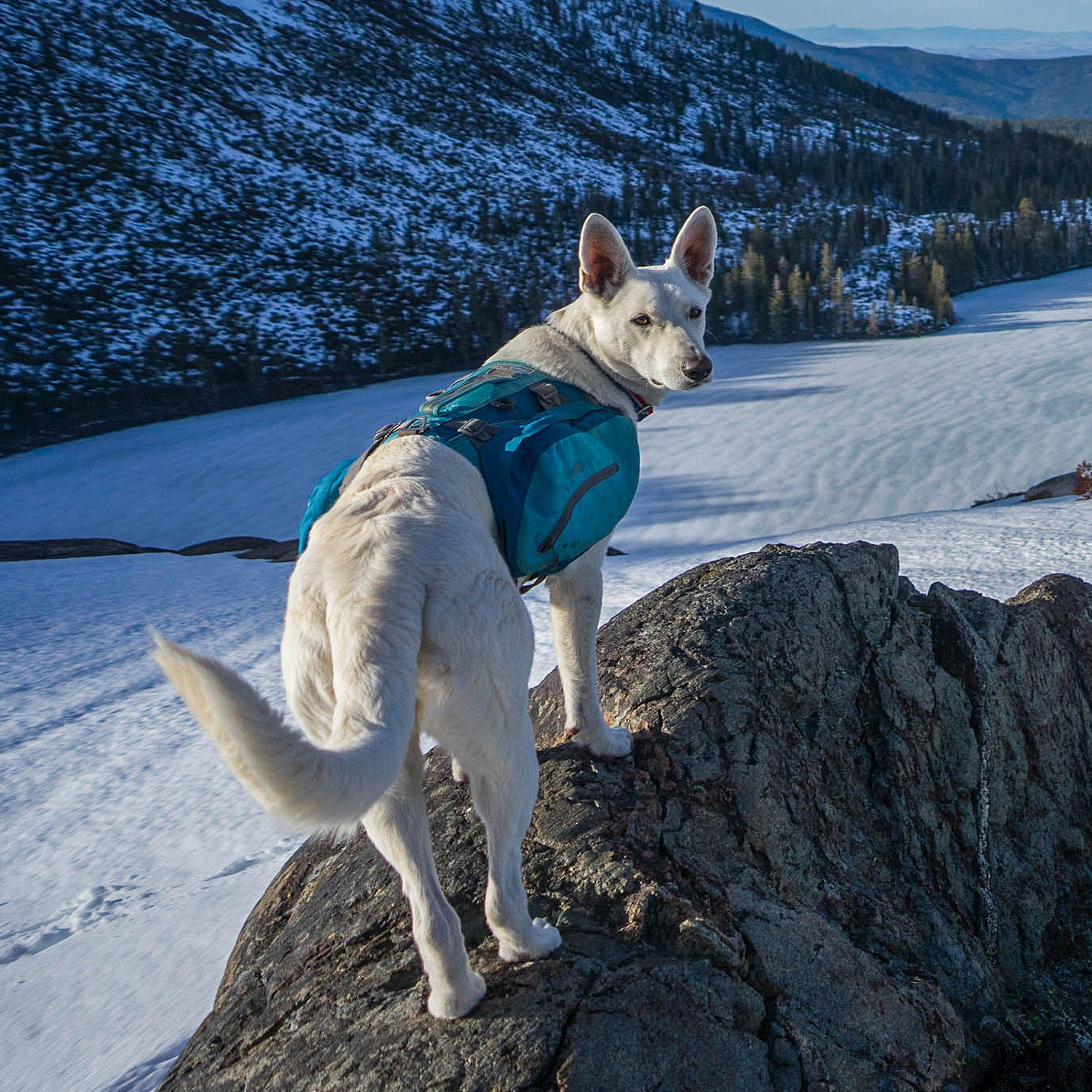 Baxter Dog Backpack Blue