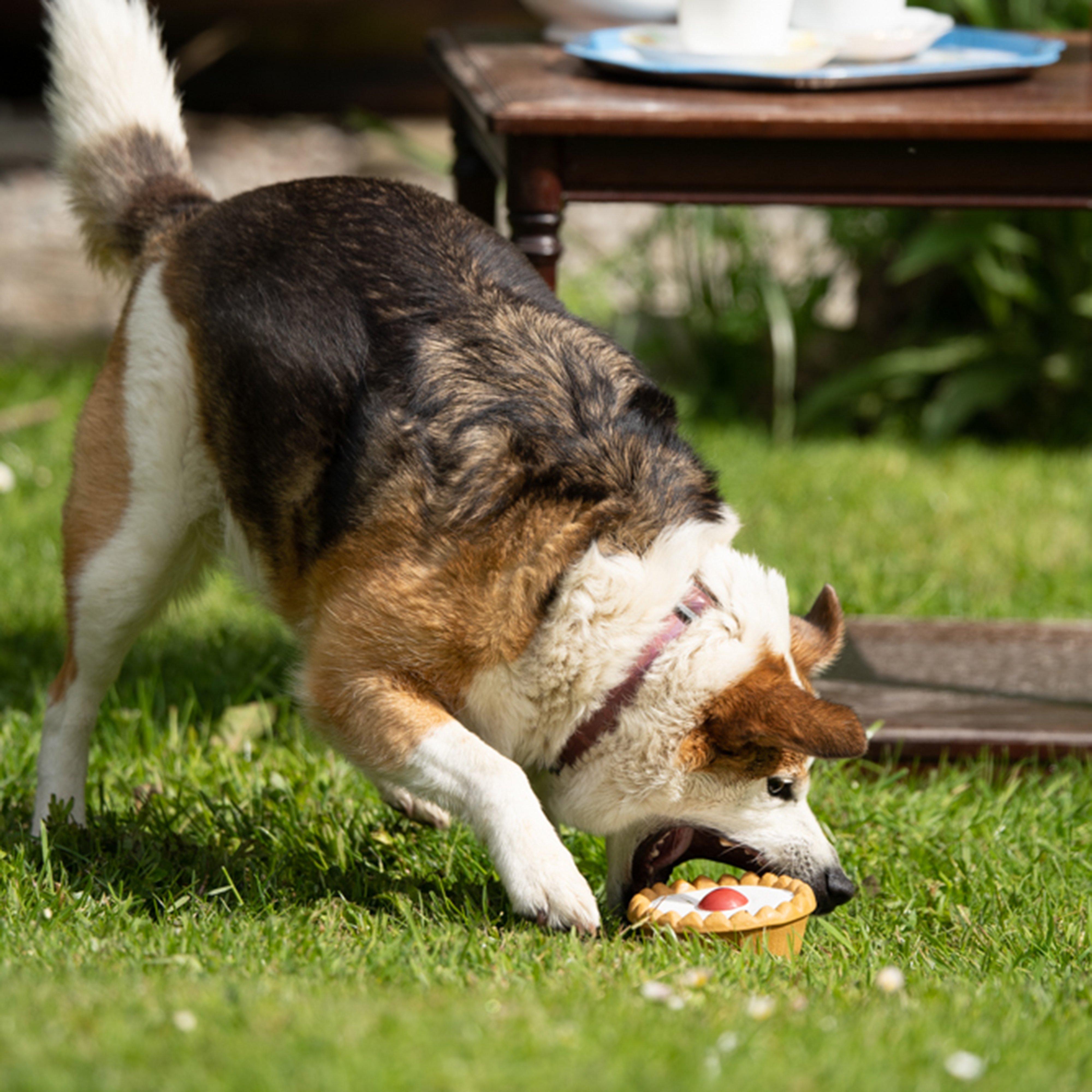 Cherry Bakewell Latex Dog Toy