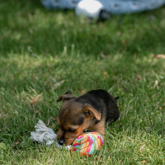 Lilly Lollipop Plush & Rope Dog Toy