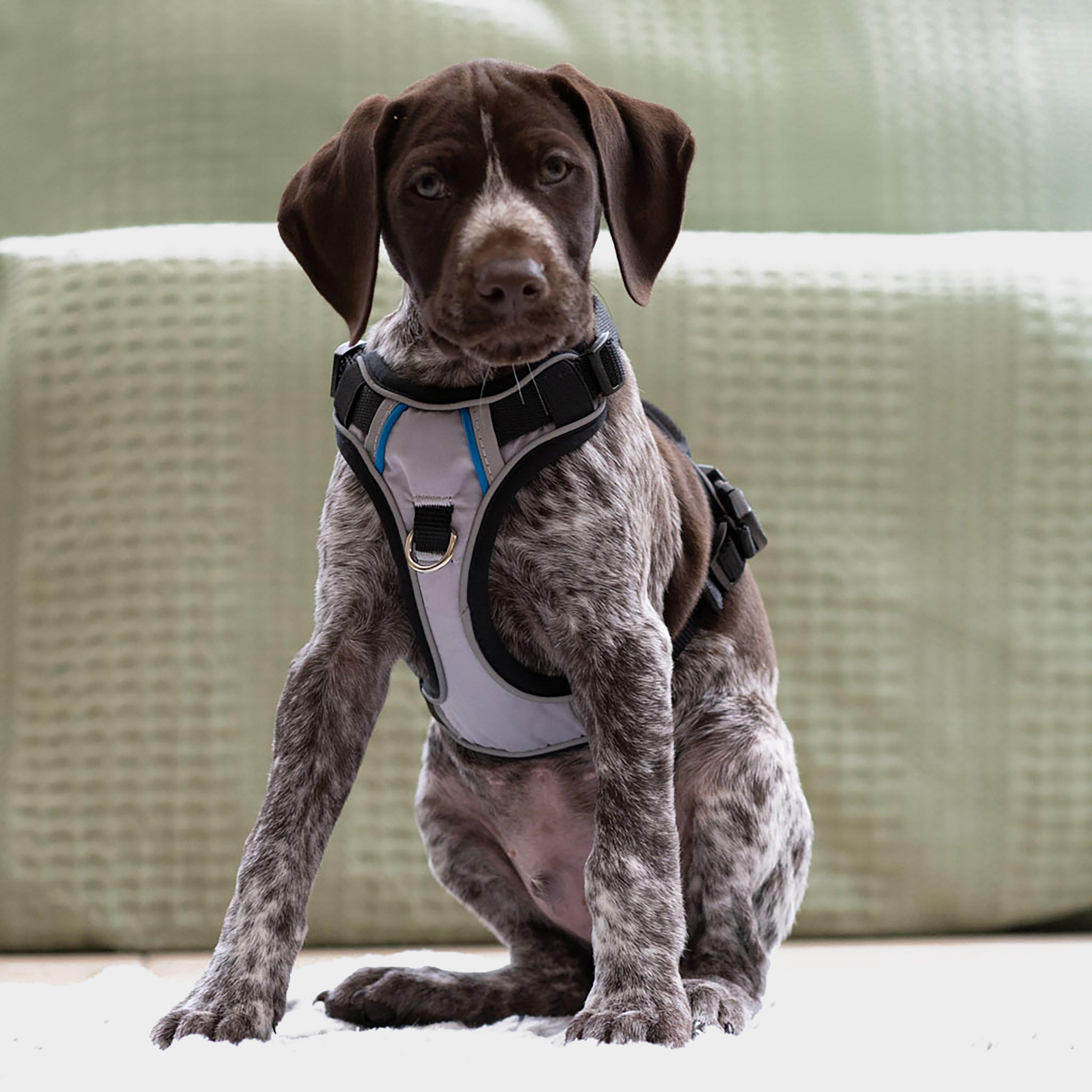 Outdoor Paws Adventure Dog Harness Silver/Grey S