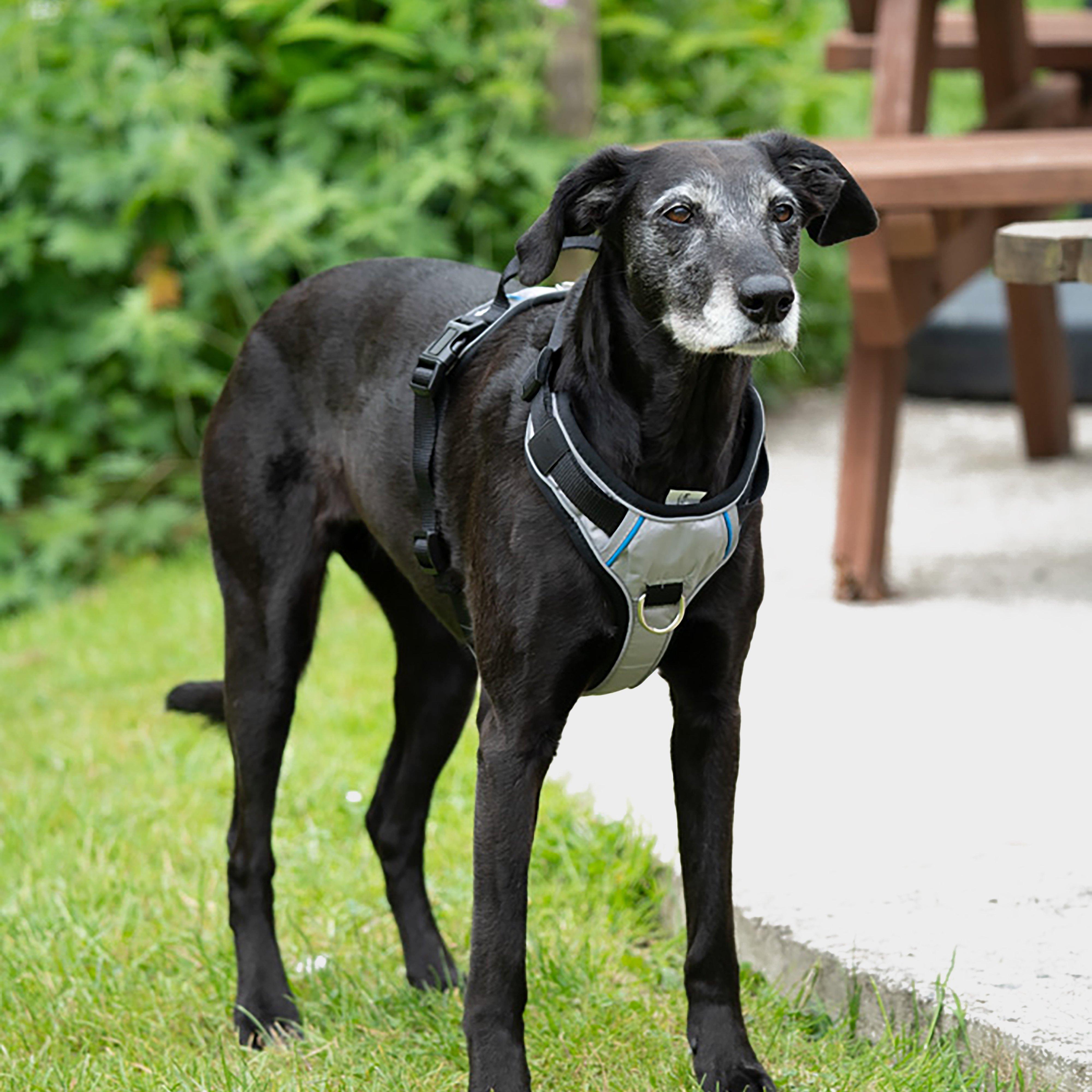 Outdoor Paws Adventure Dog Harness Silver/Grey L